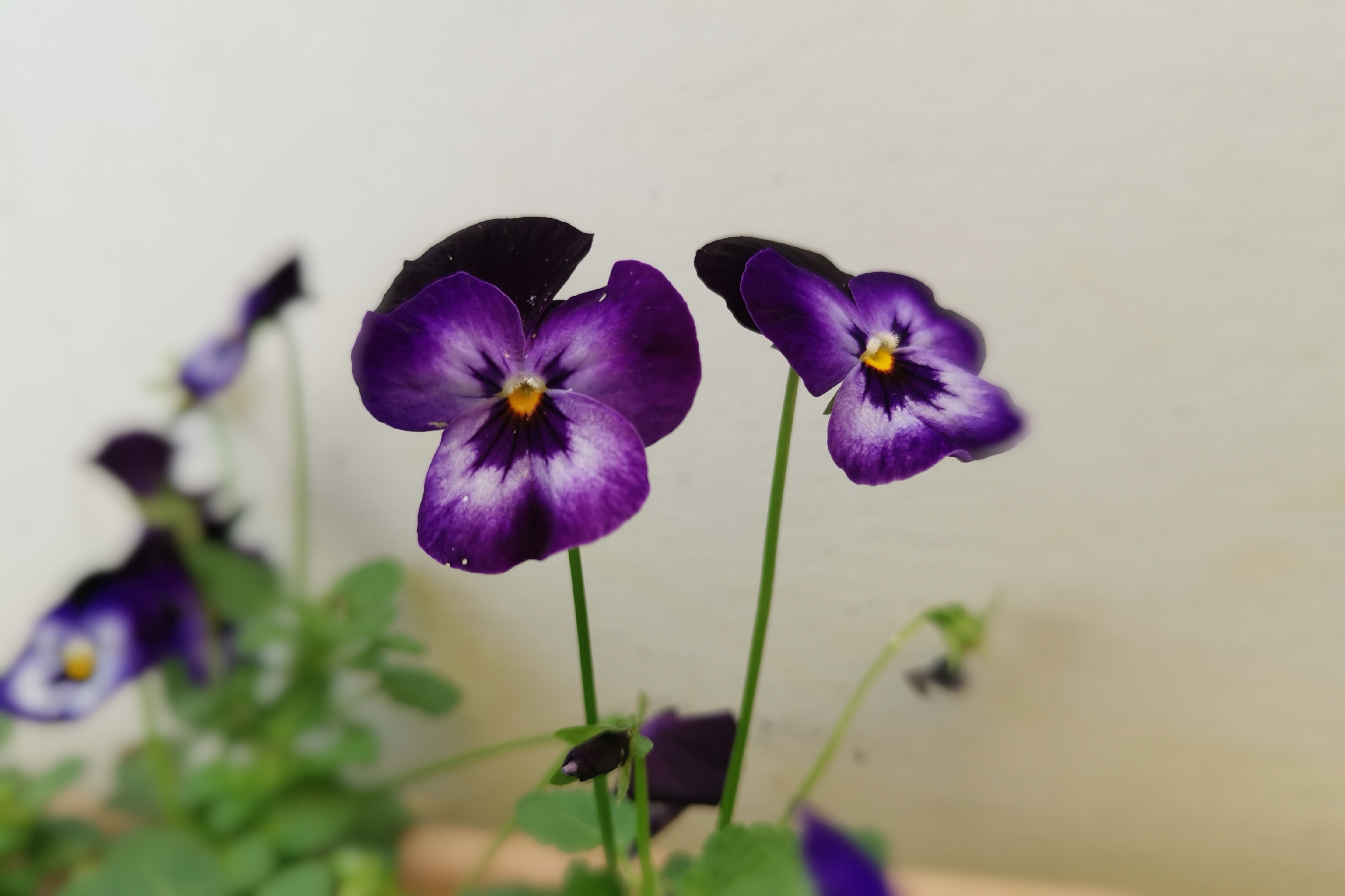 首发用镜头寻找美紫色角堇花