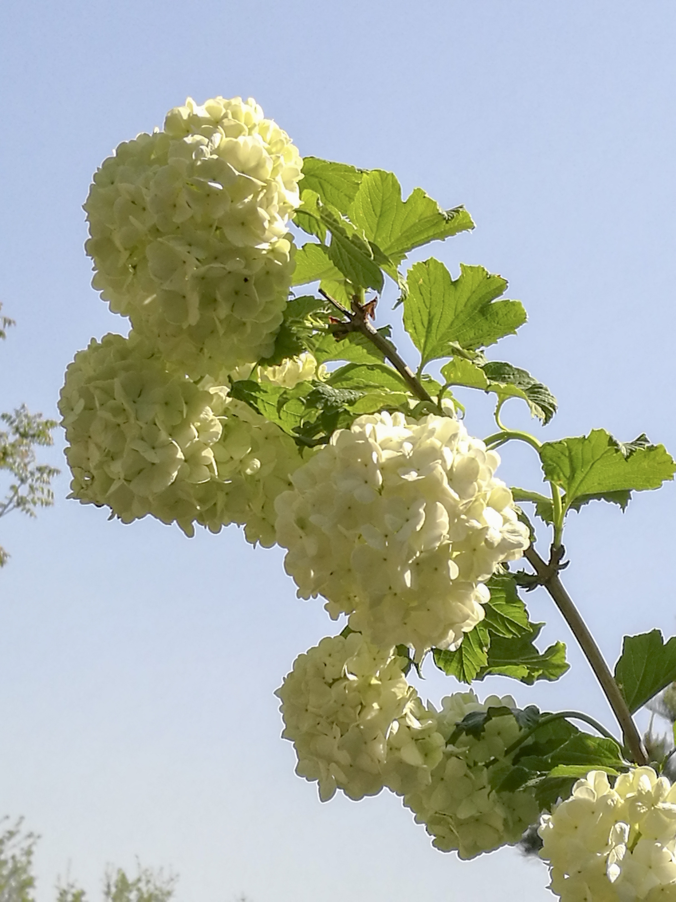 粉团荚蒾vv首发