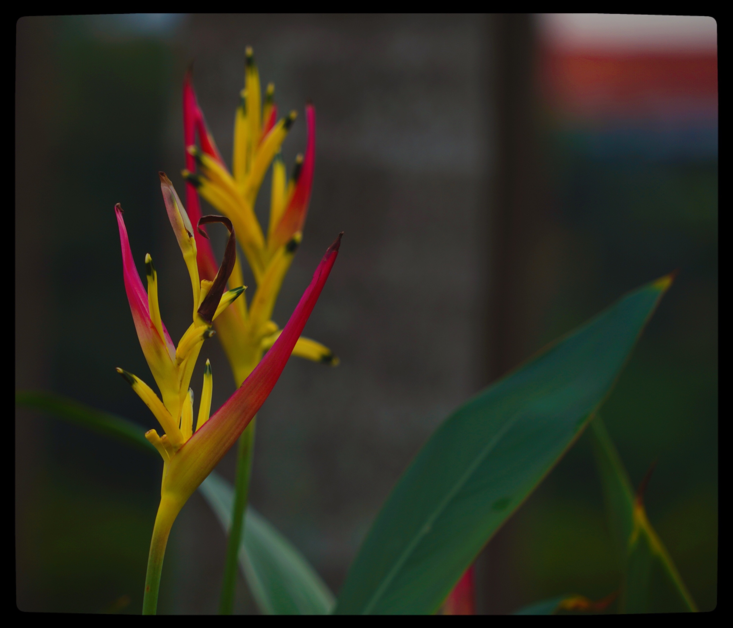 原創首發富貴鳥花