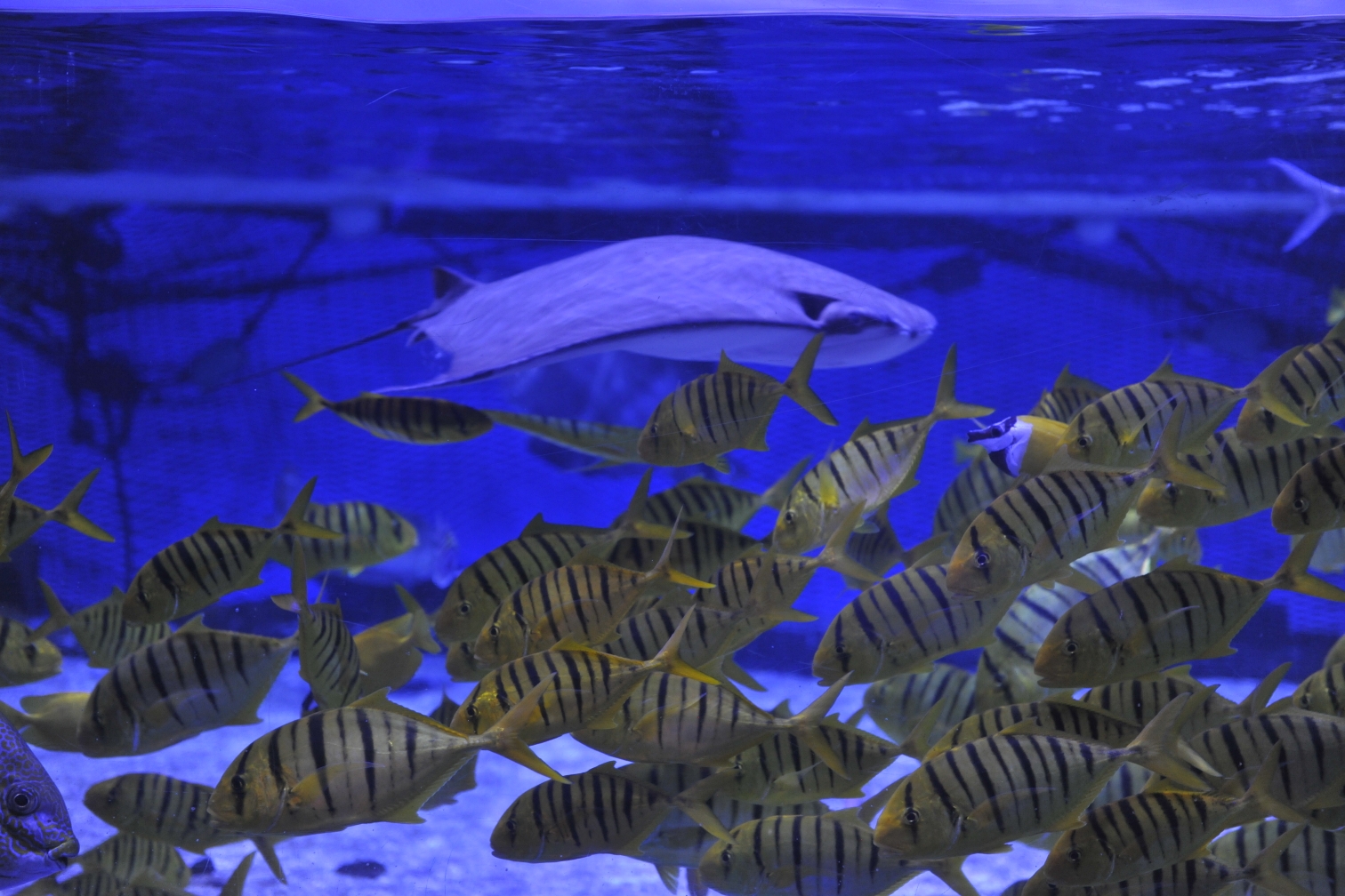 牛鼻鲼和虱目鱼