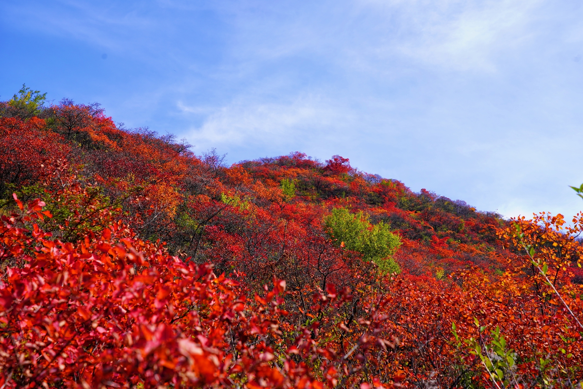 漫山遍野红叶风景图片图片