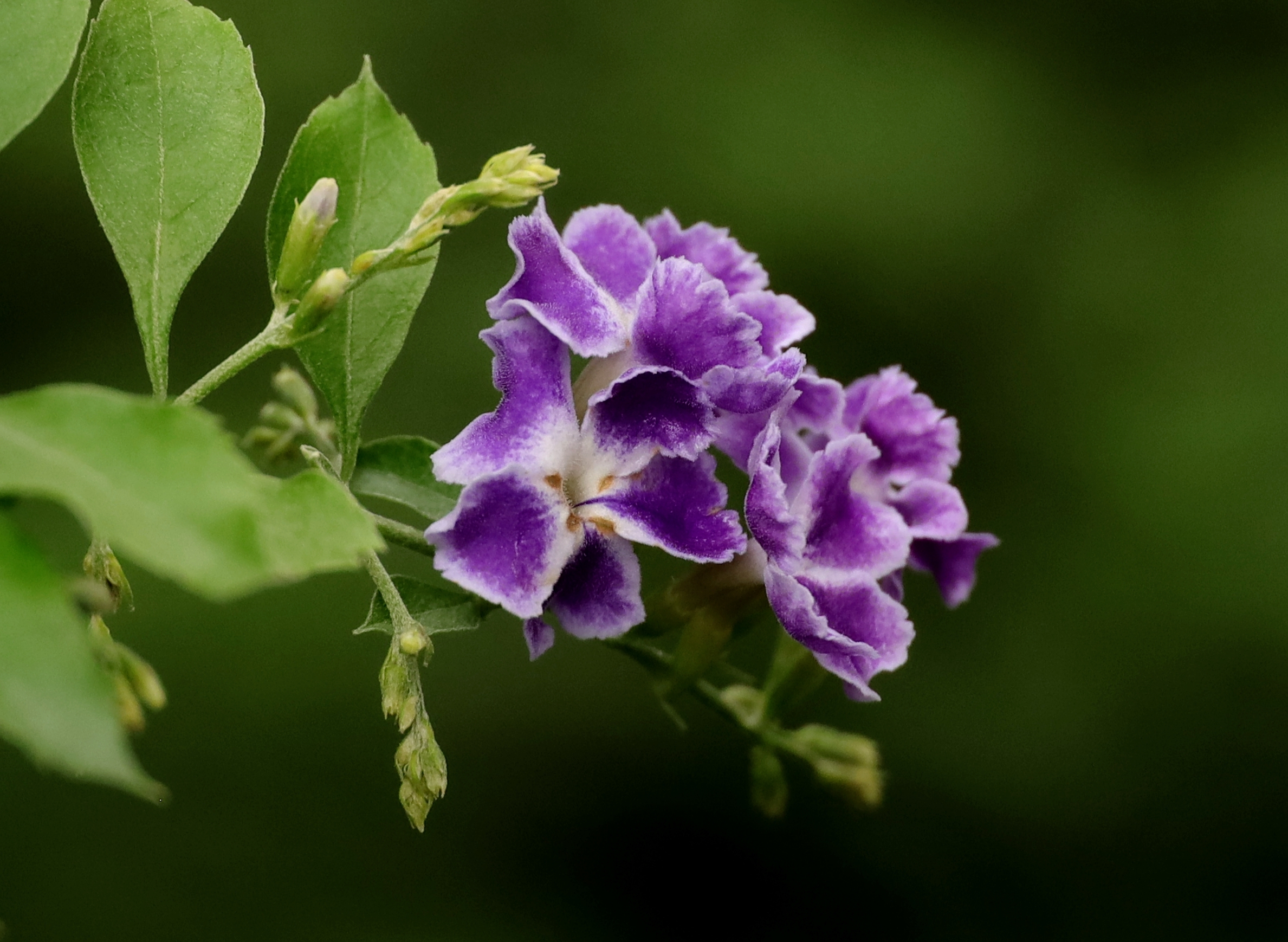 美丽淡雅的假连翘花