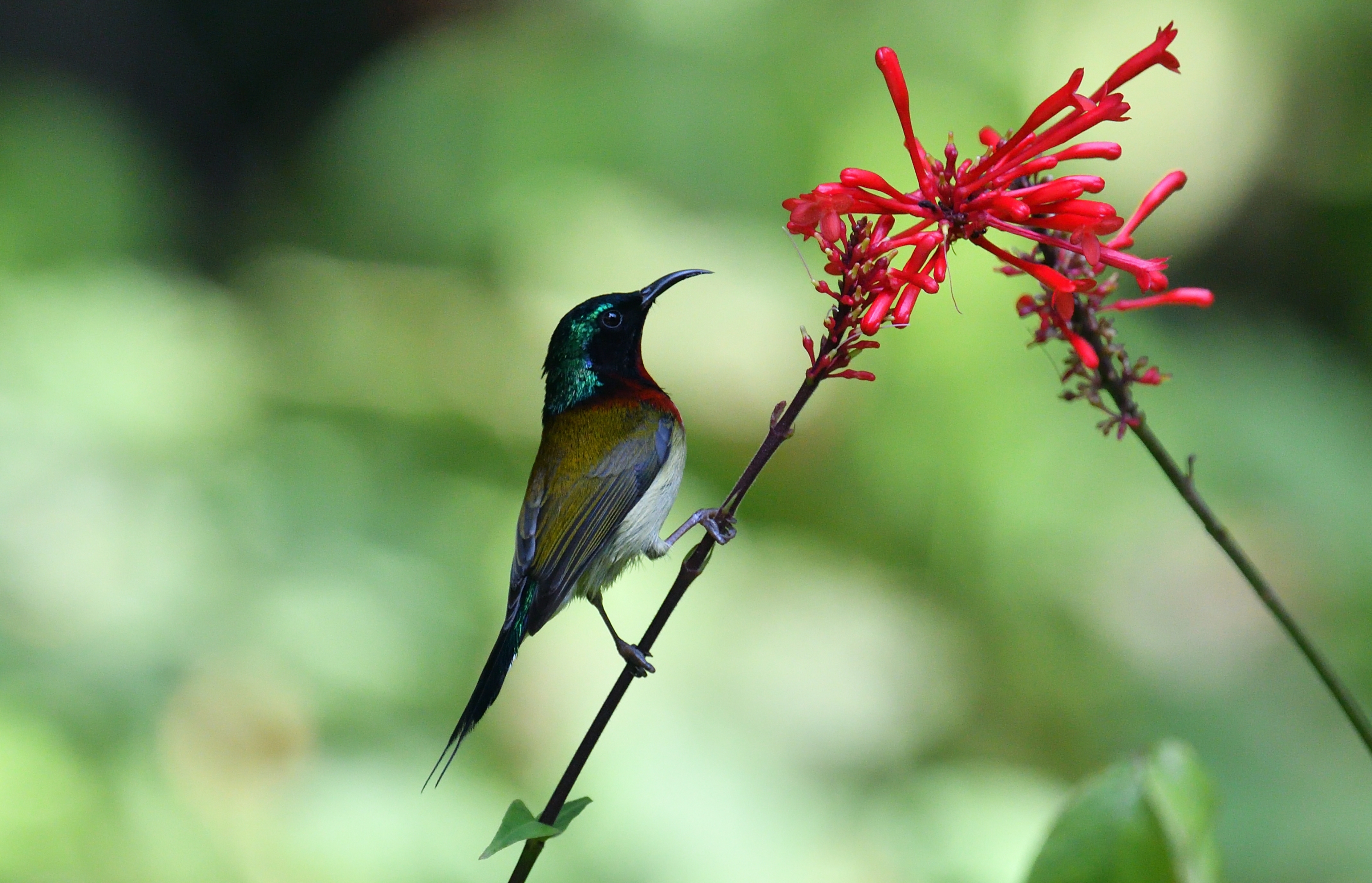 叉尾太阳鸟啄食花蜜记录首发