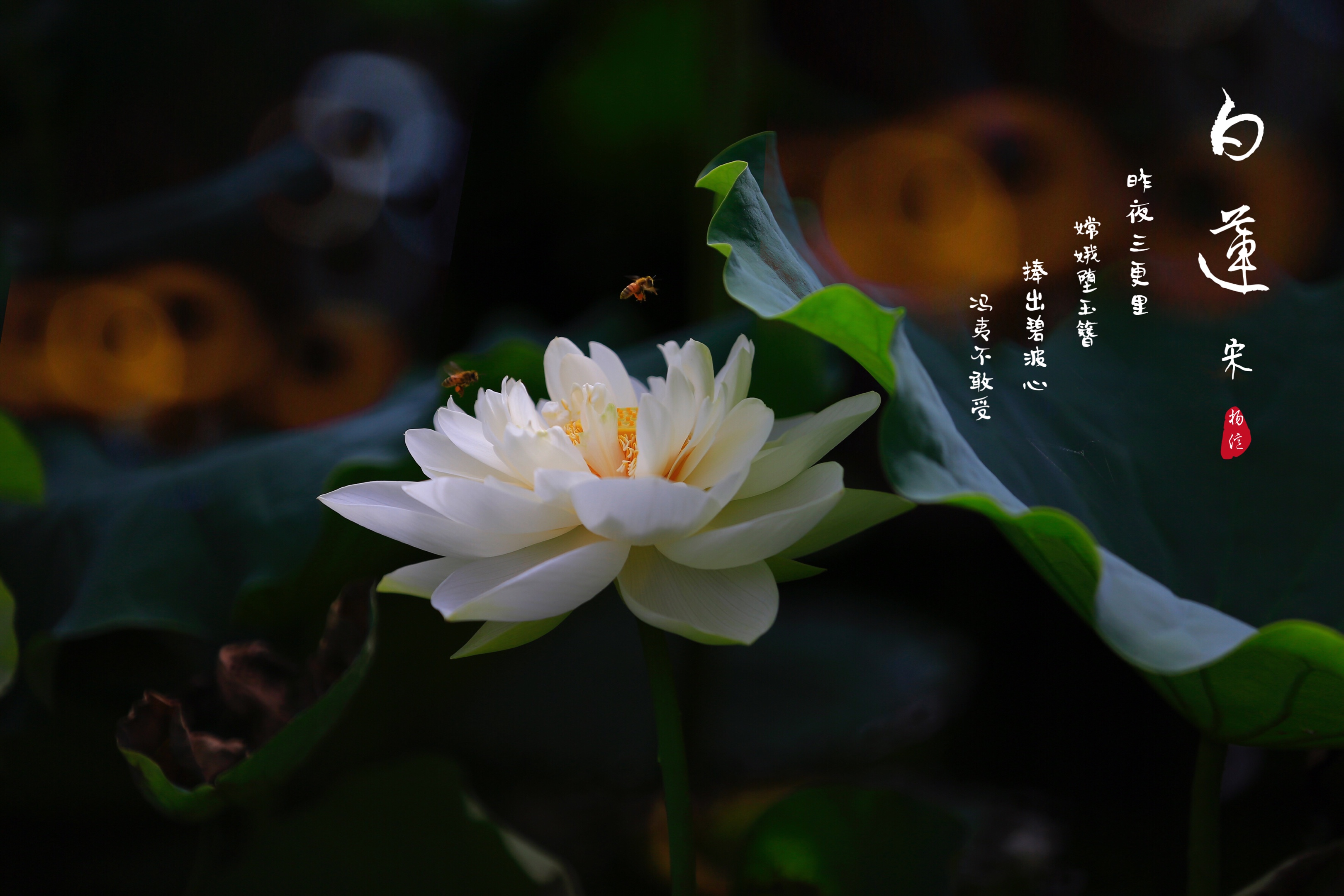 白莲, 莲花的一个花色品种, 又称白荷,白芙蓉等, 代表着高尚与纯洁.