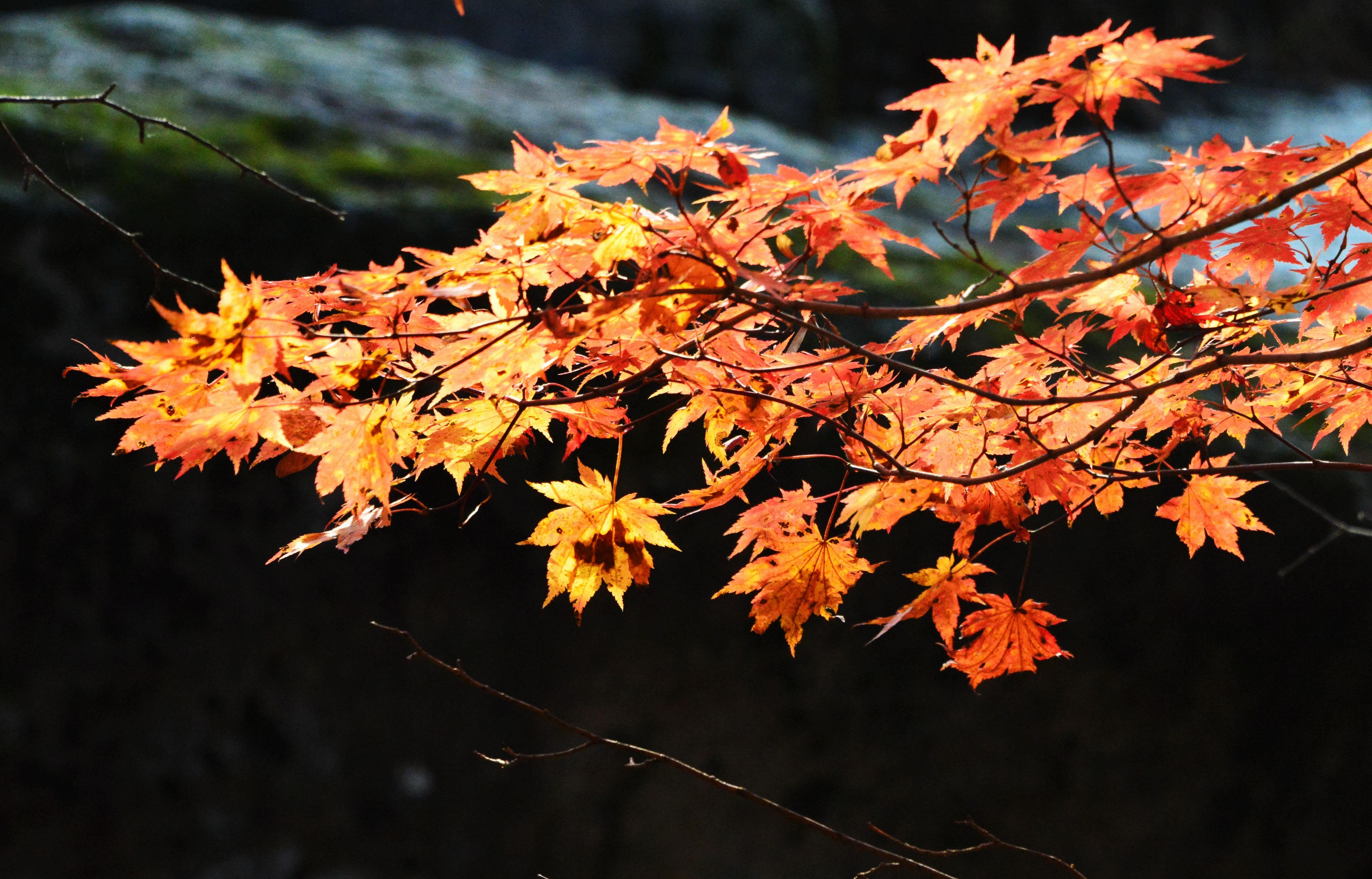 【首发】秋之枫
