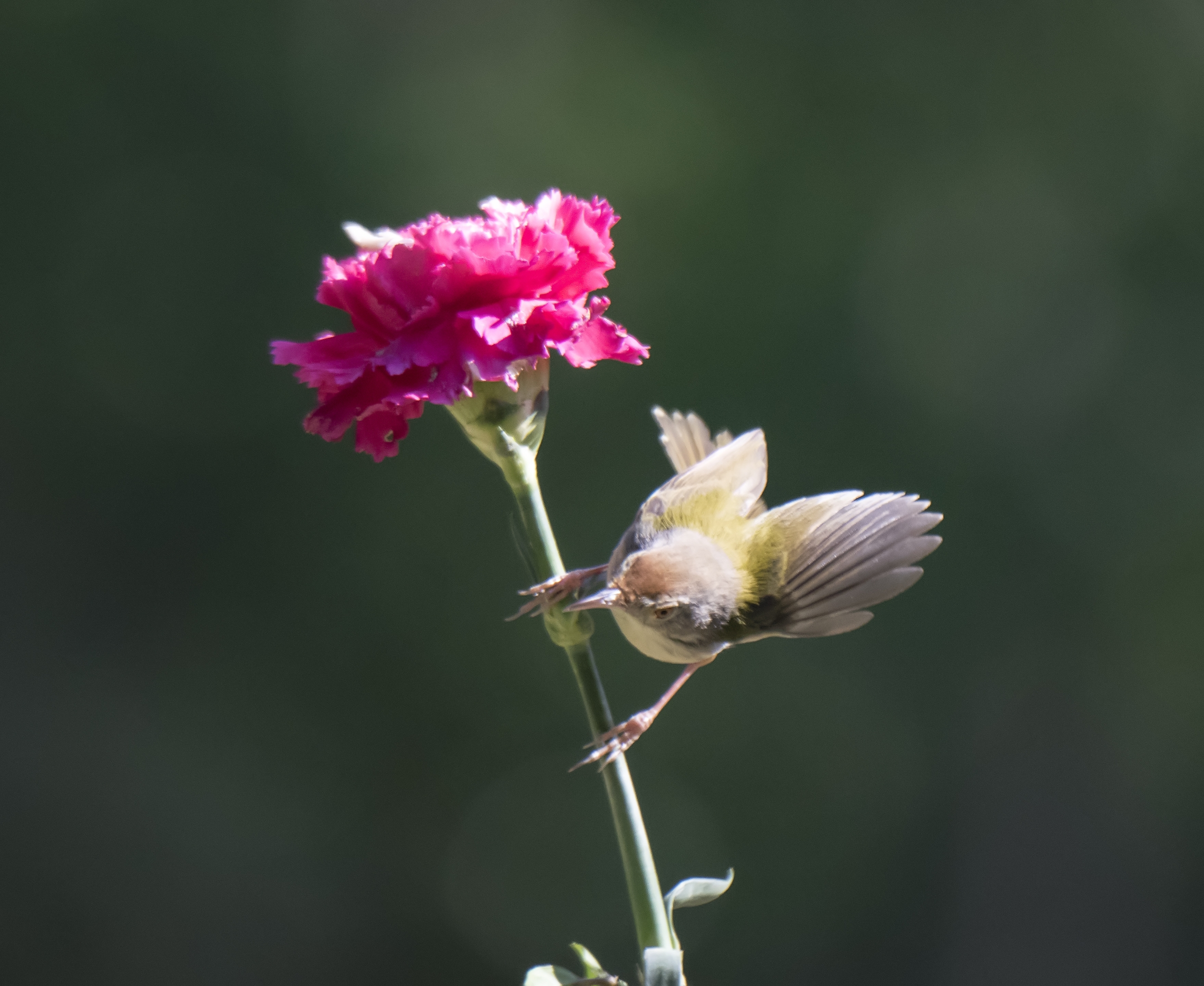 摆尾点头的北红尾鸲首发