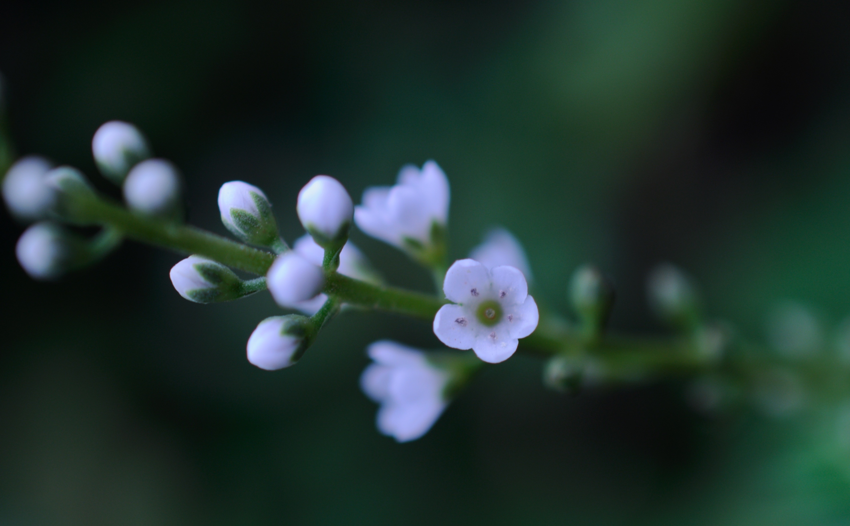假日小花星宿菜