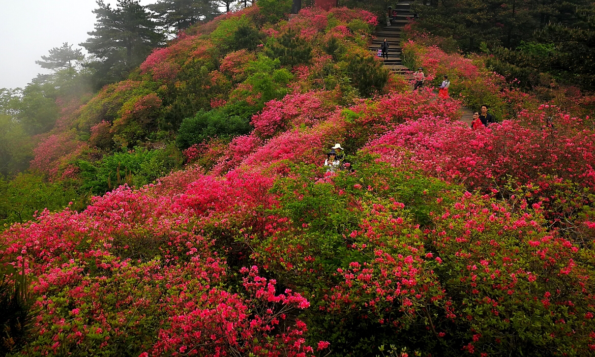 岭上开遍映山红