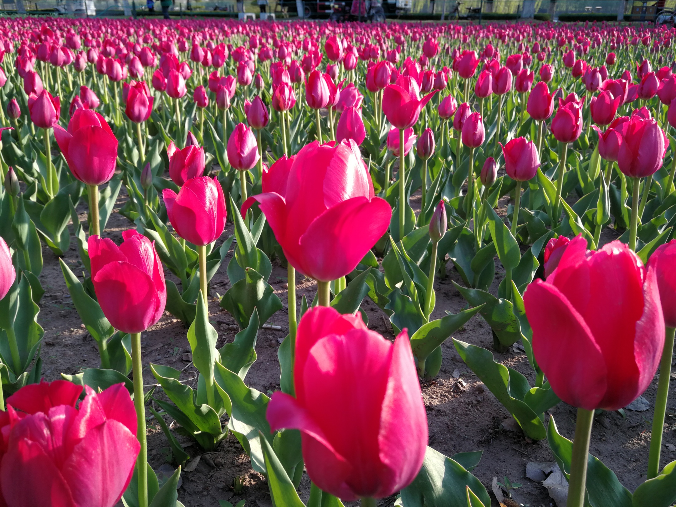 郁金香花开正浓