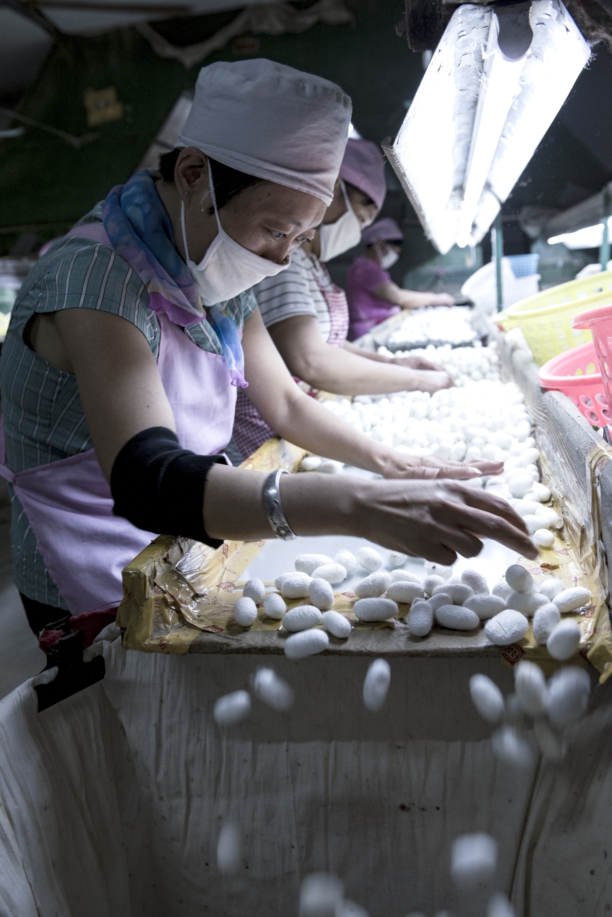 "丝绸之路"上的远古文明之———缫丝