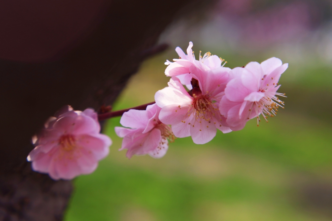 梅花盛開,芳香襲來