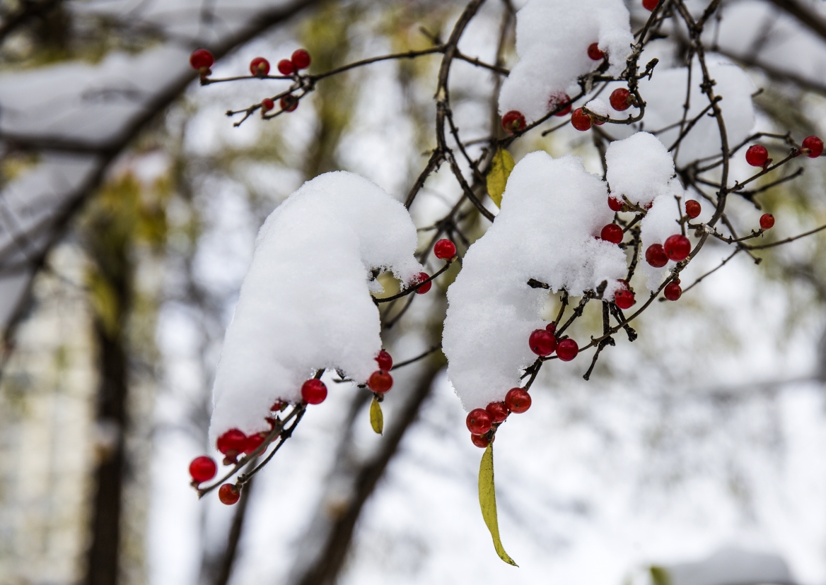 雪花像美丽的玉色蝴蝶,似舞如醉;像吹落的蒲公英,似飘如飞;像天使赏赠