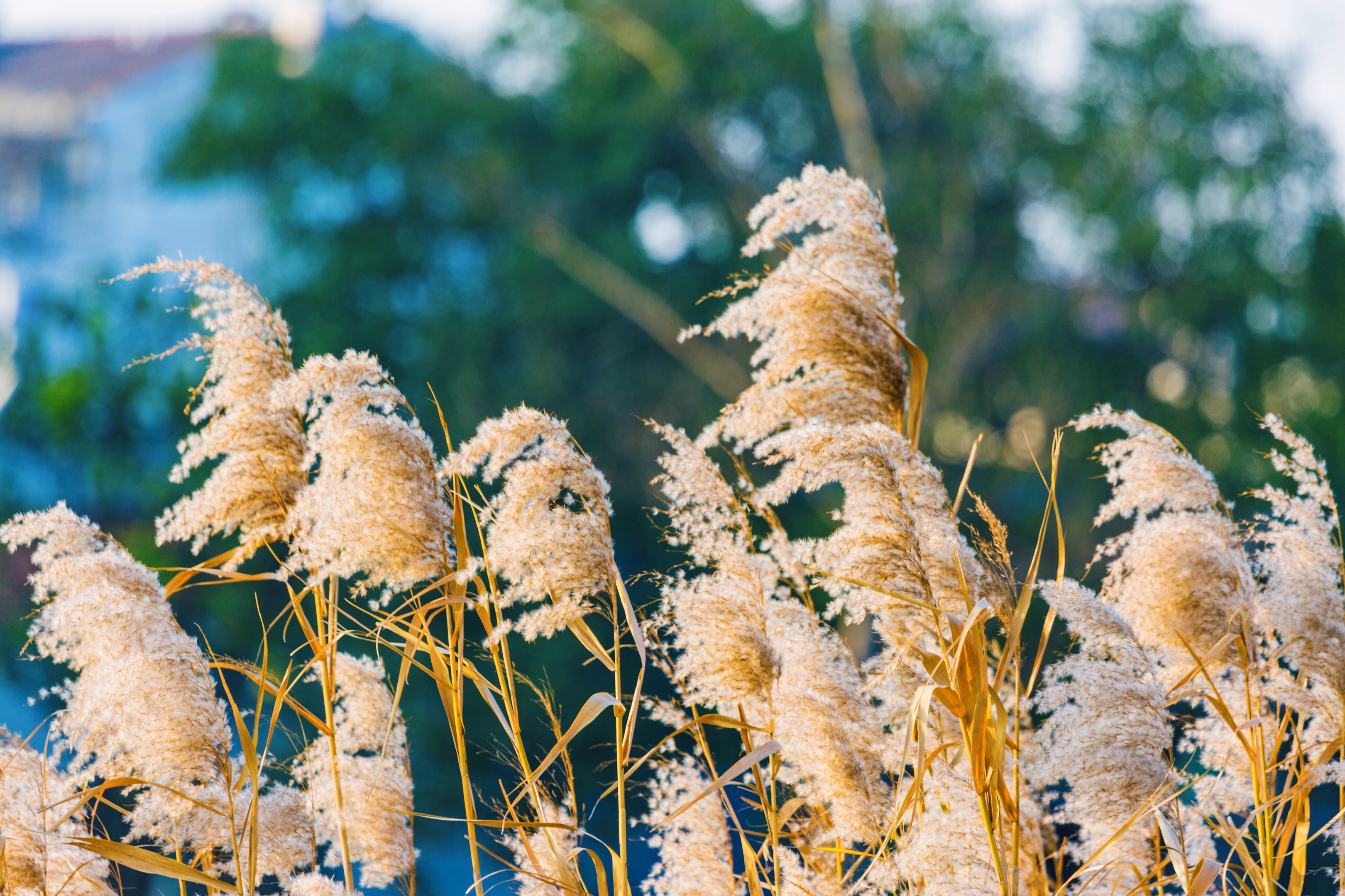 芦花飞舞漫天霜首发