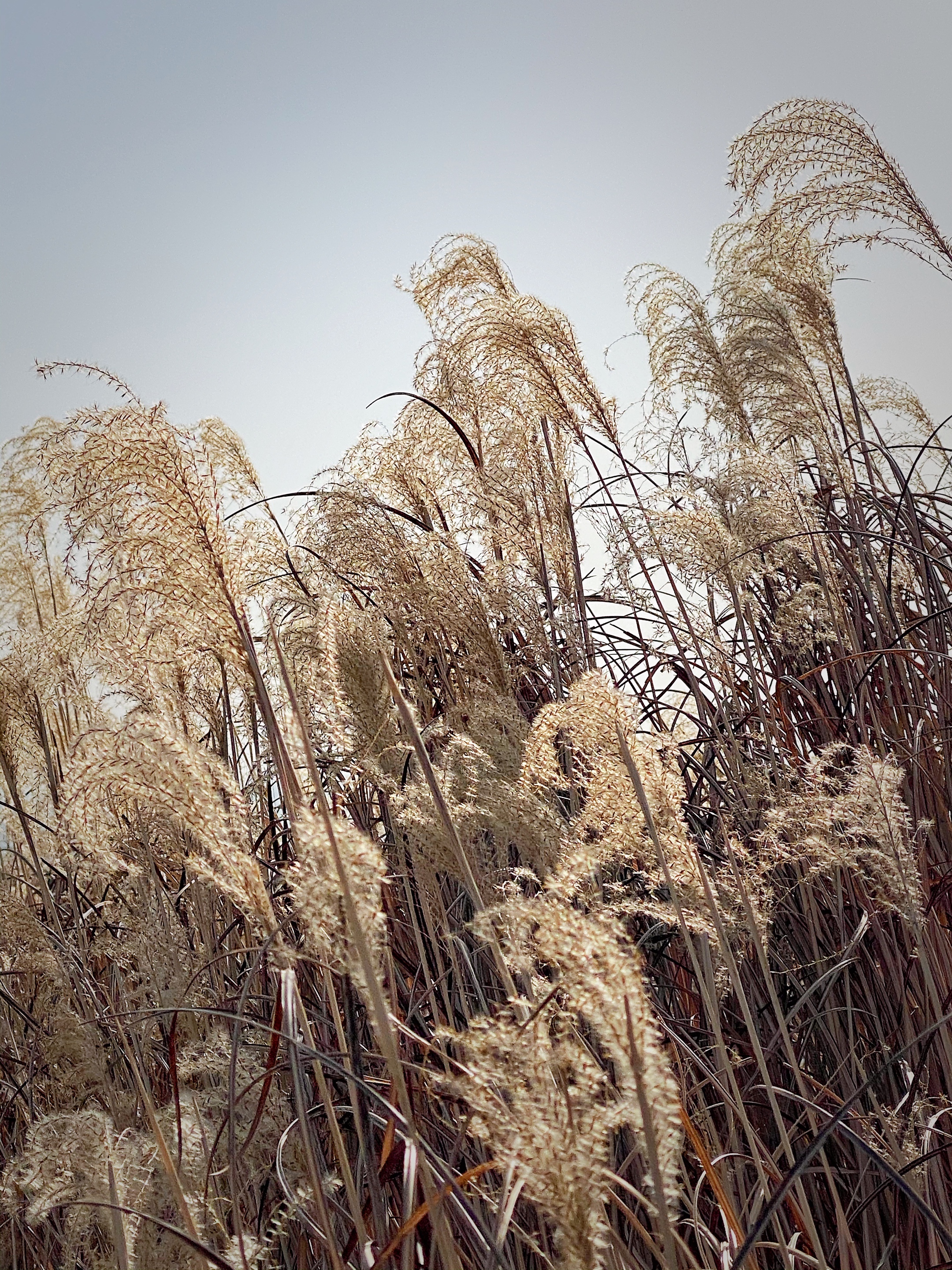 首发冬里芦苇黄