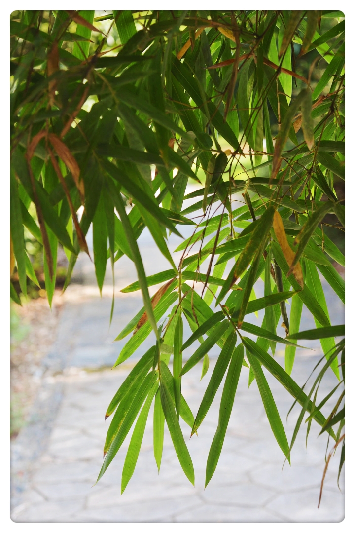 翠竹推荐网站建设的简单介绍