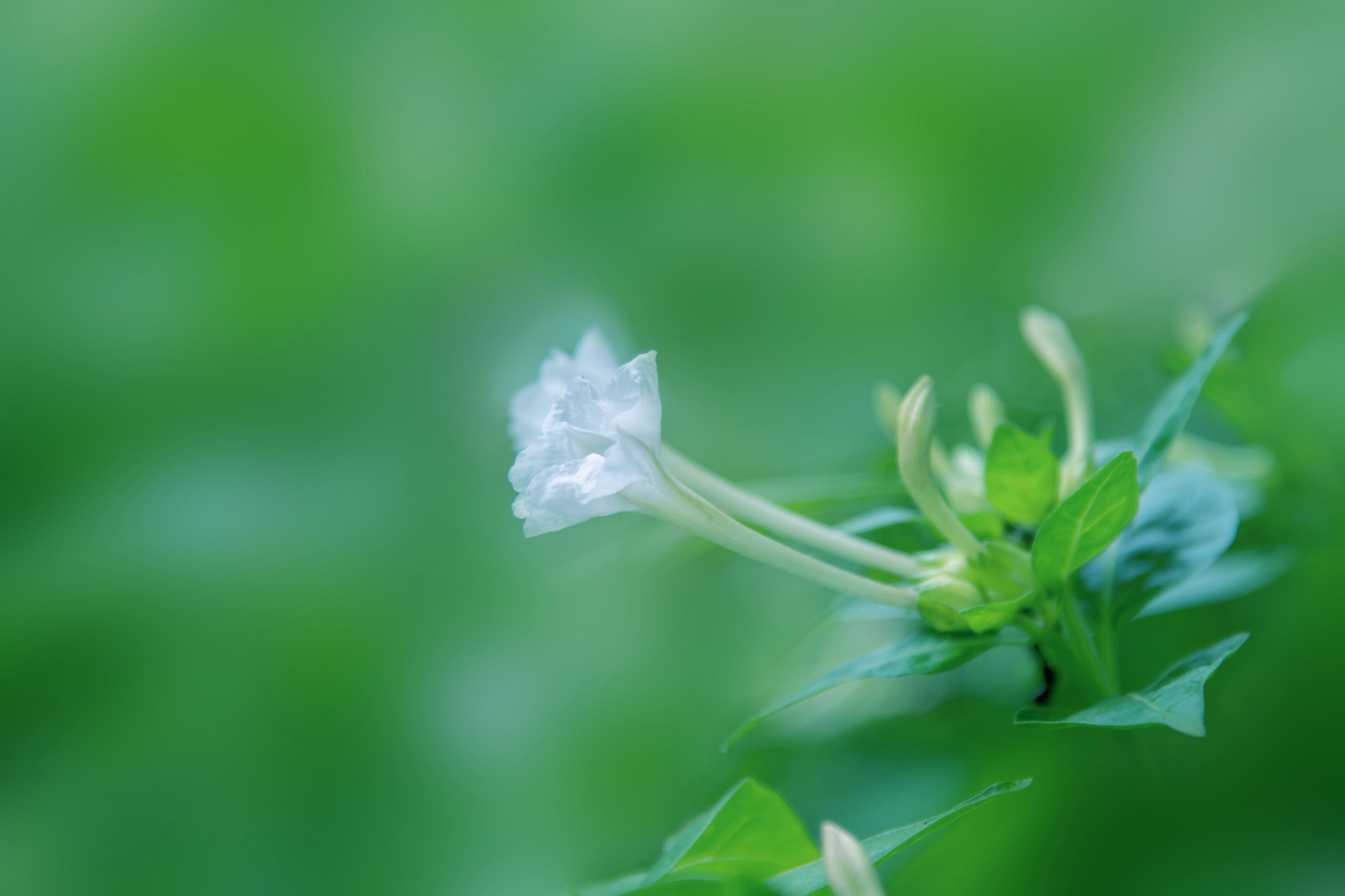 白色紫茉莉(首发)