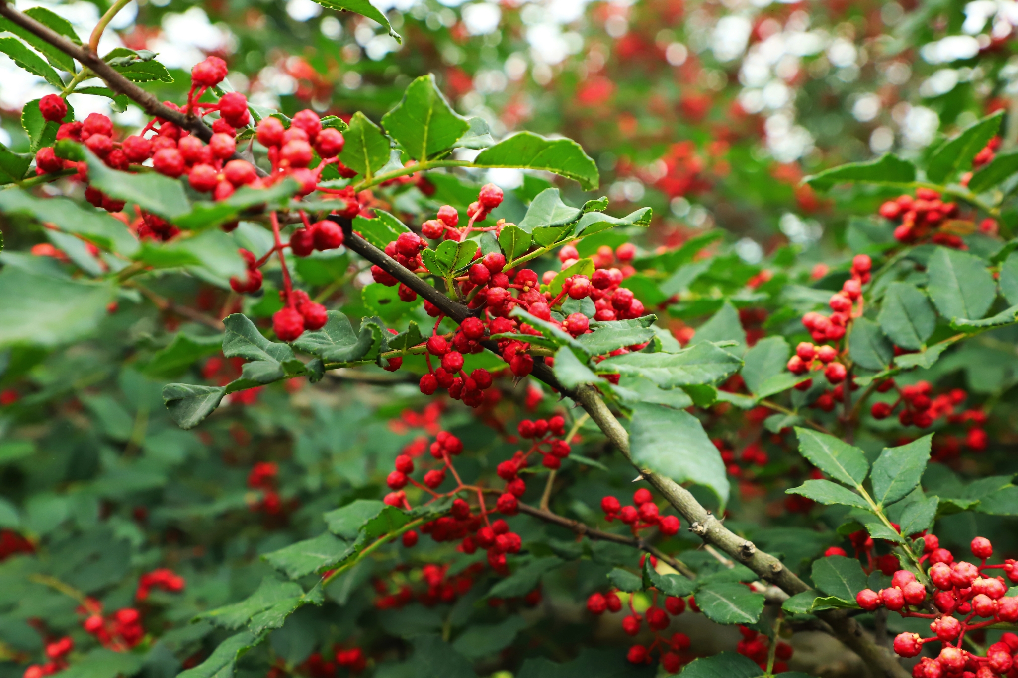 又是一年花椒红.甘肃陇南礼县石桥镇刘杨村又迊来了一个花椒丰收年.