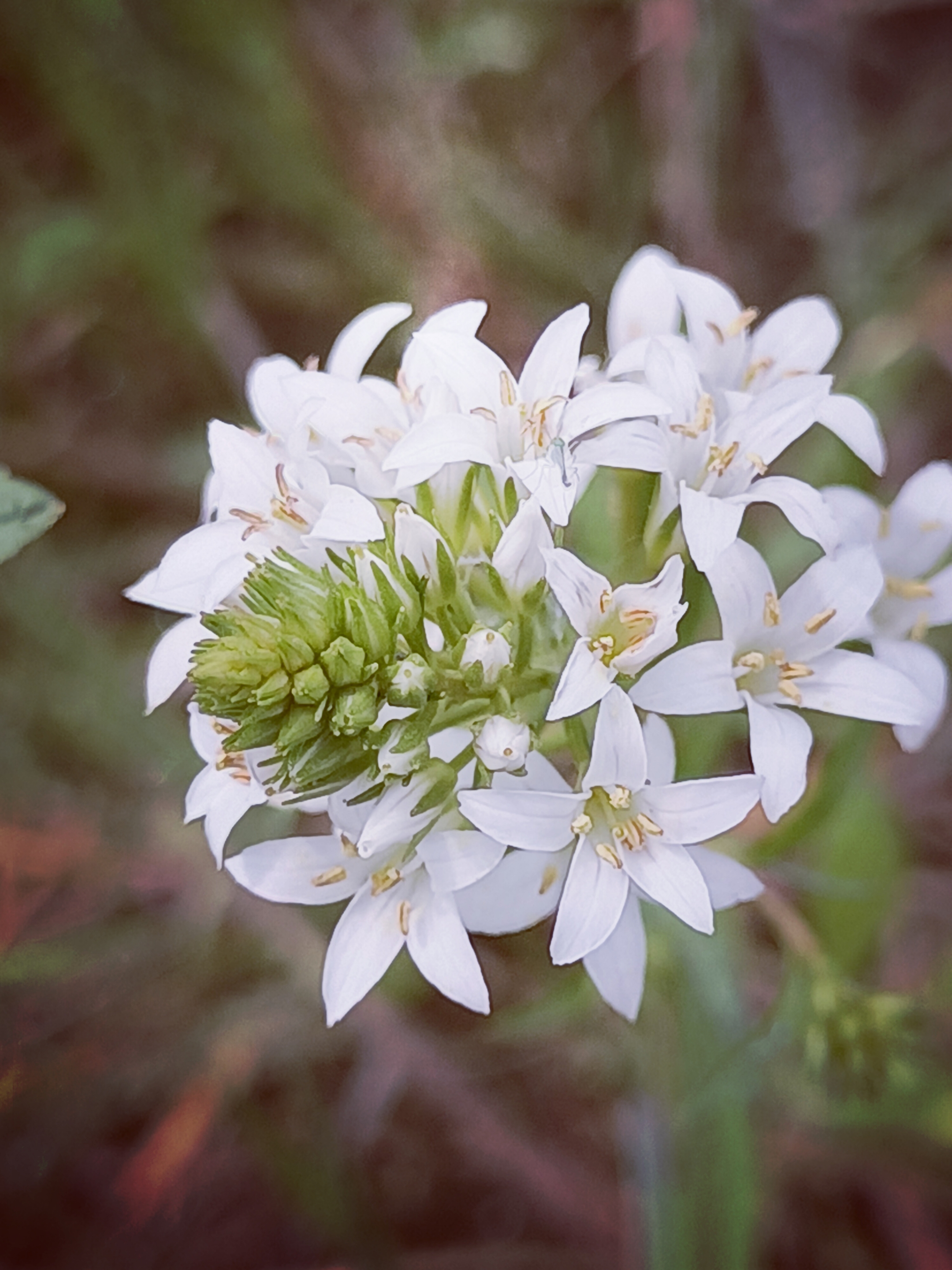 【摄影首发】泽珍珠菜