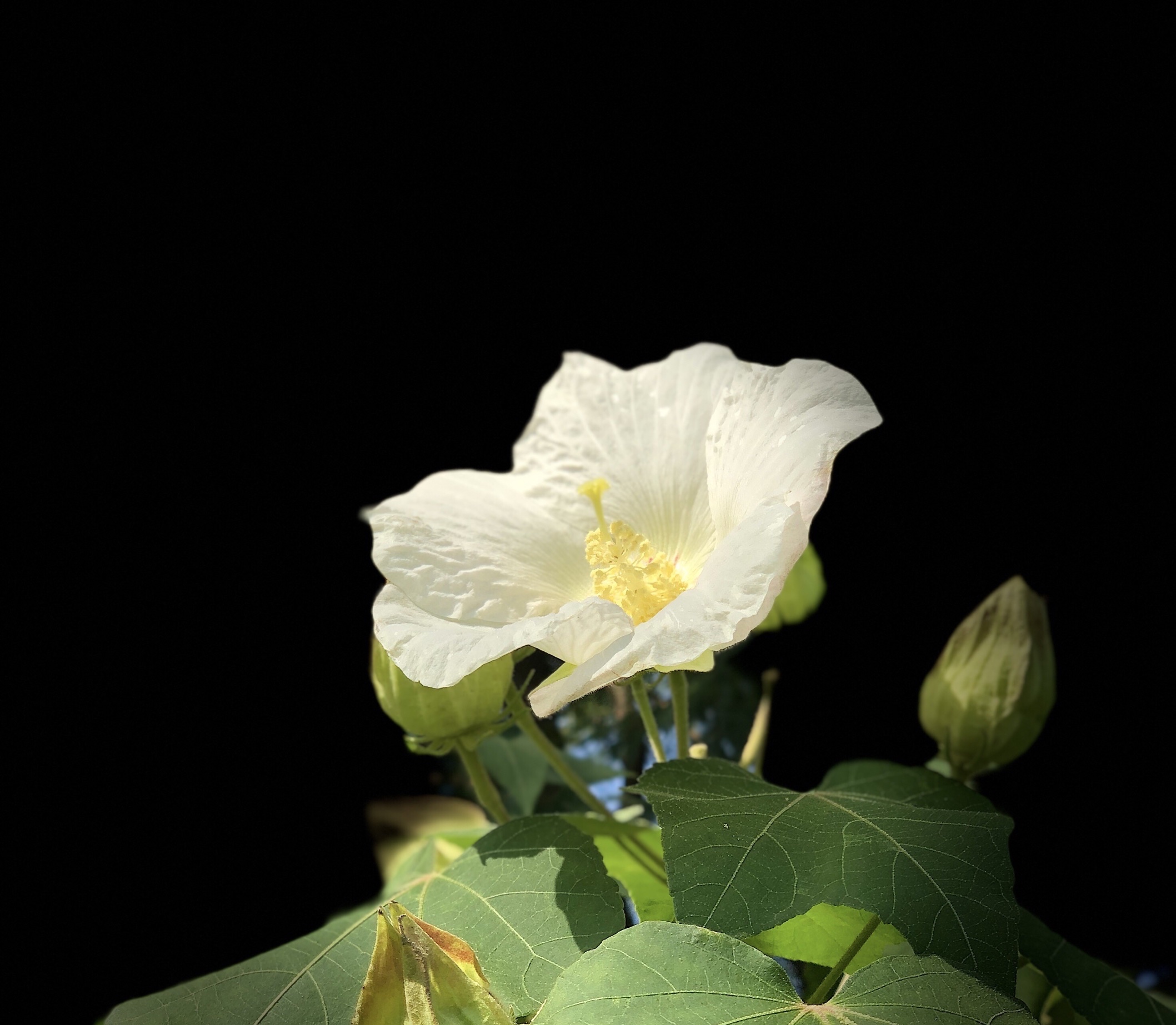 原创首发单瓣芙蓉花