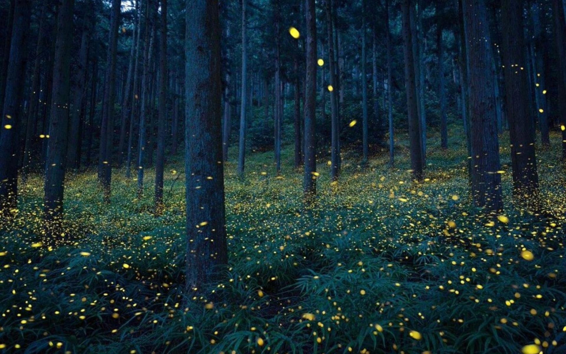 我的v篇——《萤火虫》