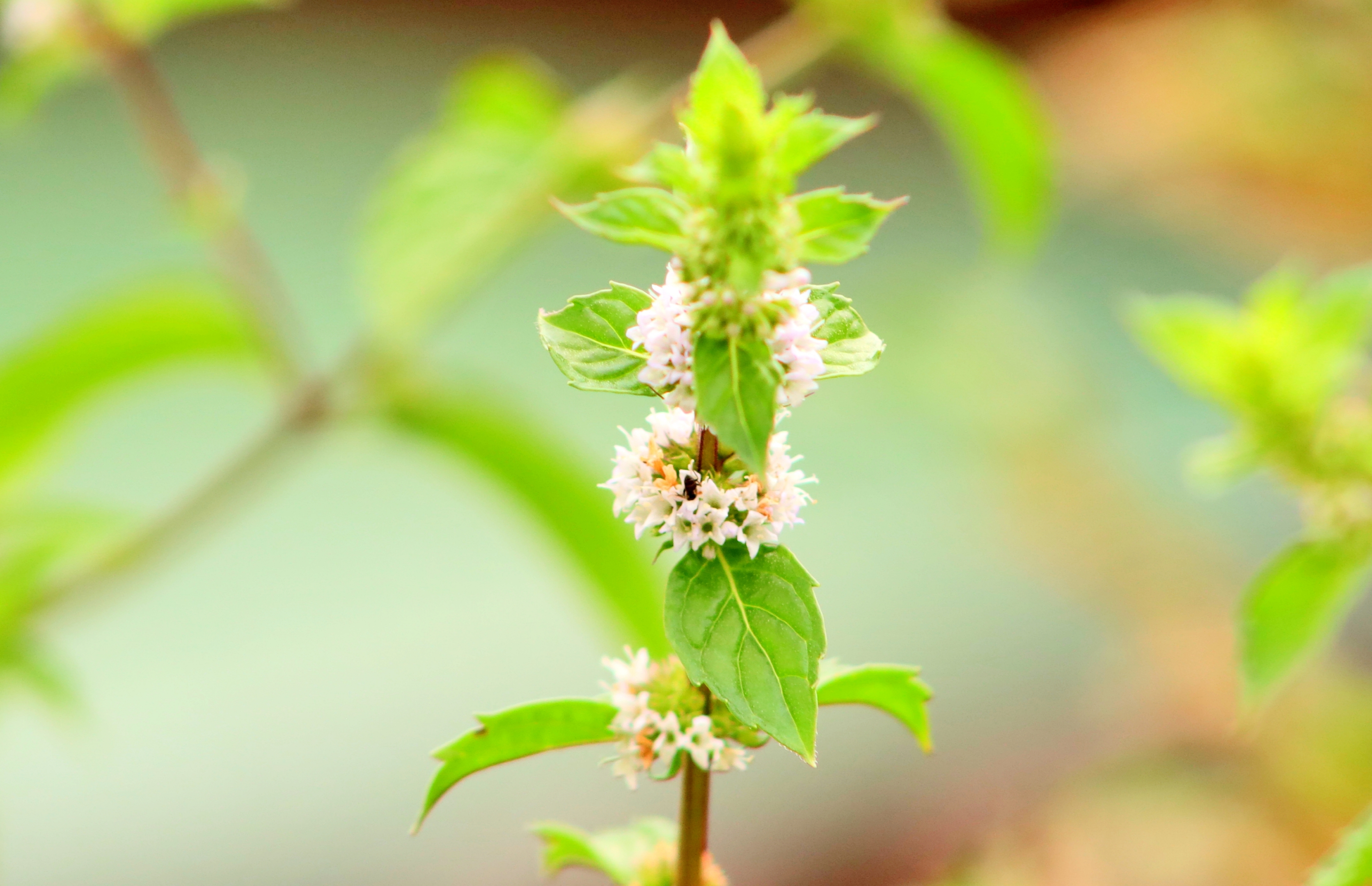八月始见薄荷花