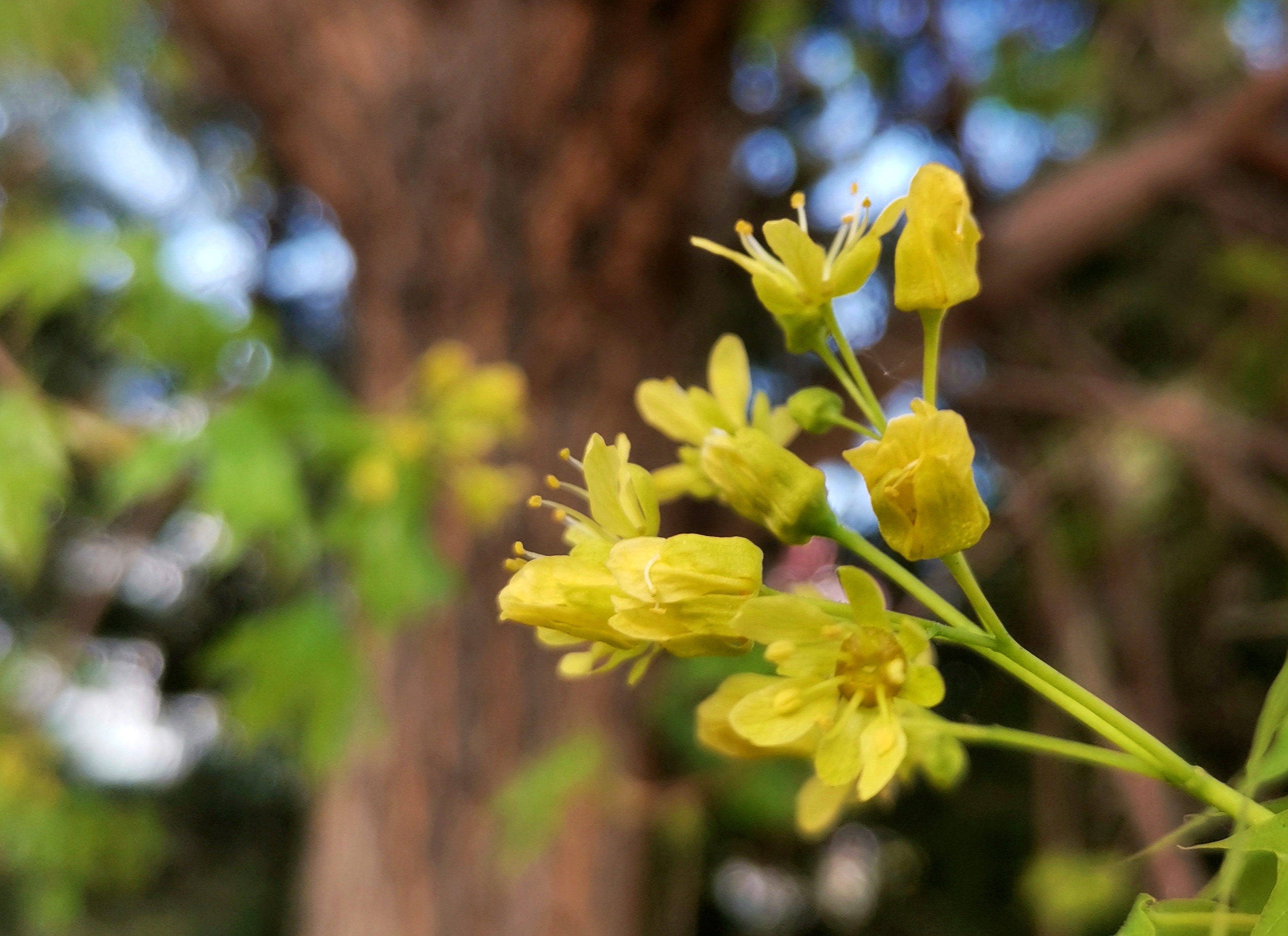 春天绽放的元宝枫花首发