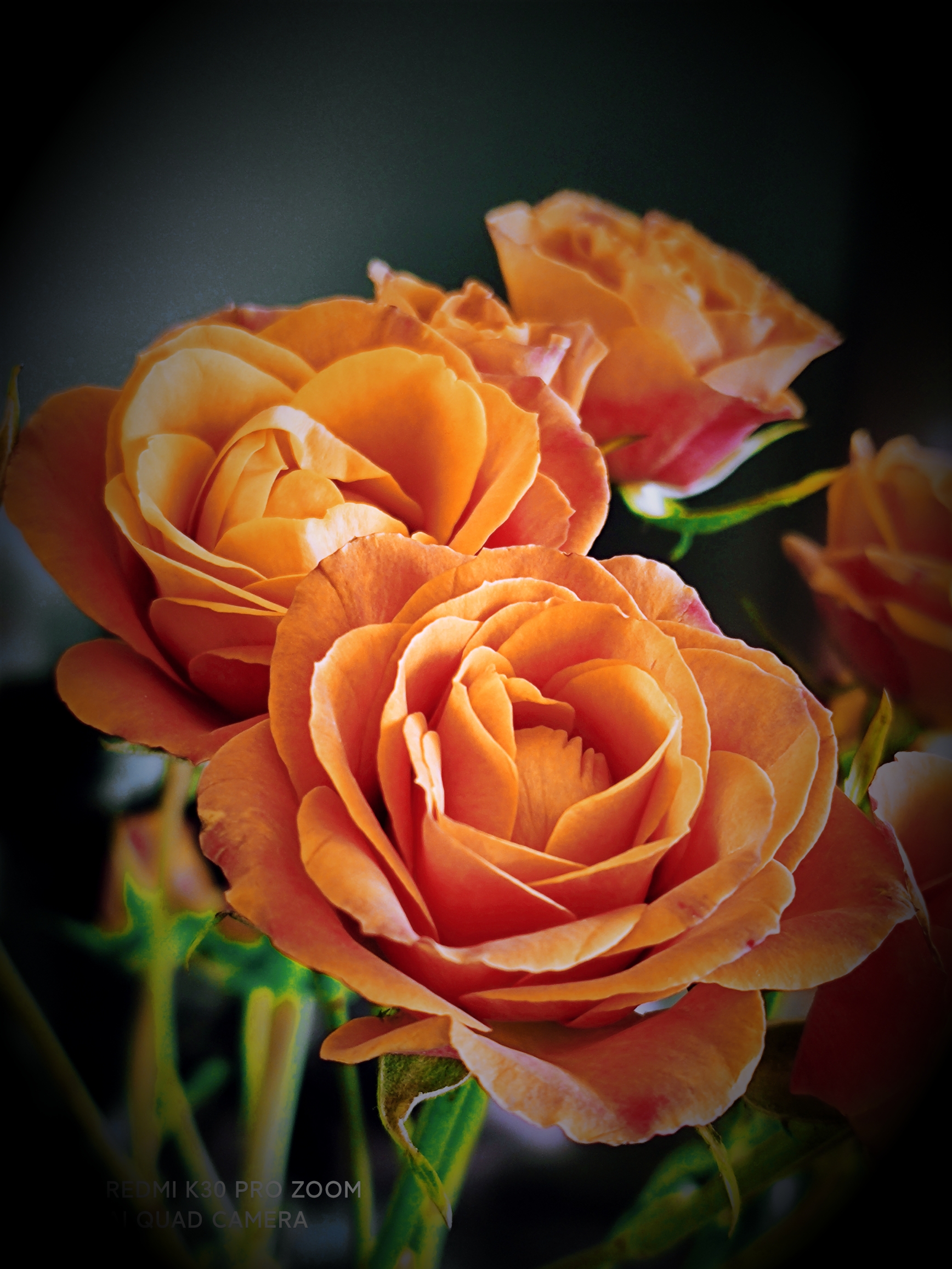 金色月季vv首发