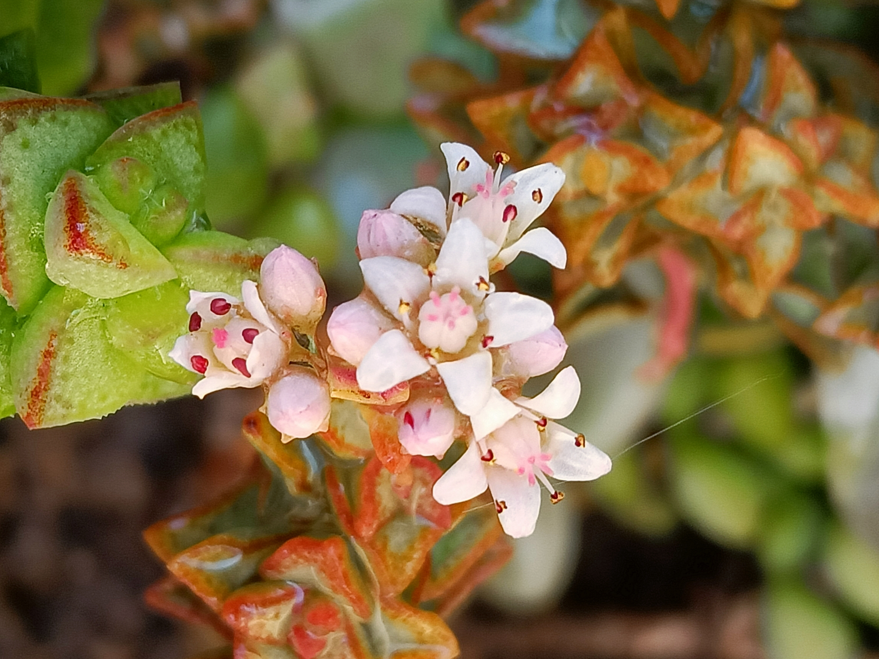 小米星开花了首发