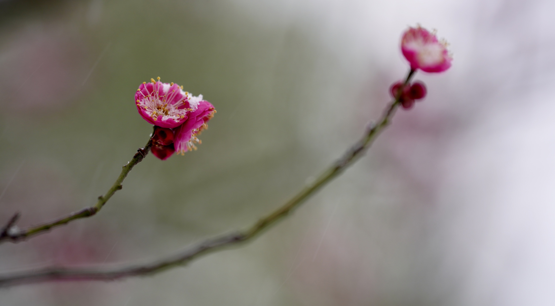 冰姿玉骨清香来