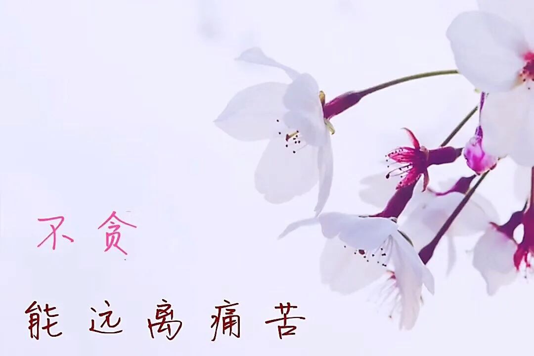 吃亏的人就是有智慧,惜福才有福,心静才能定,心定才有慧.