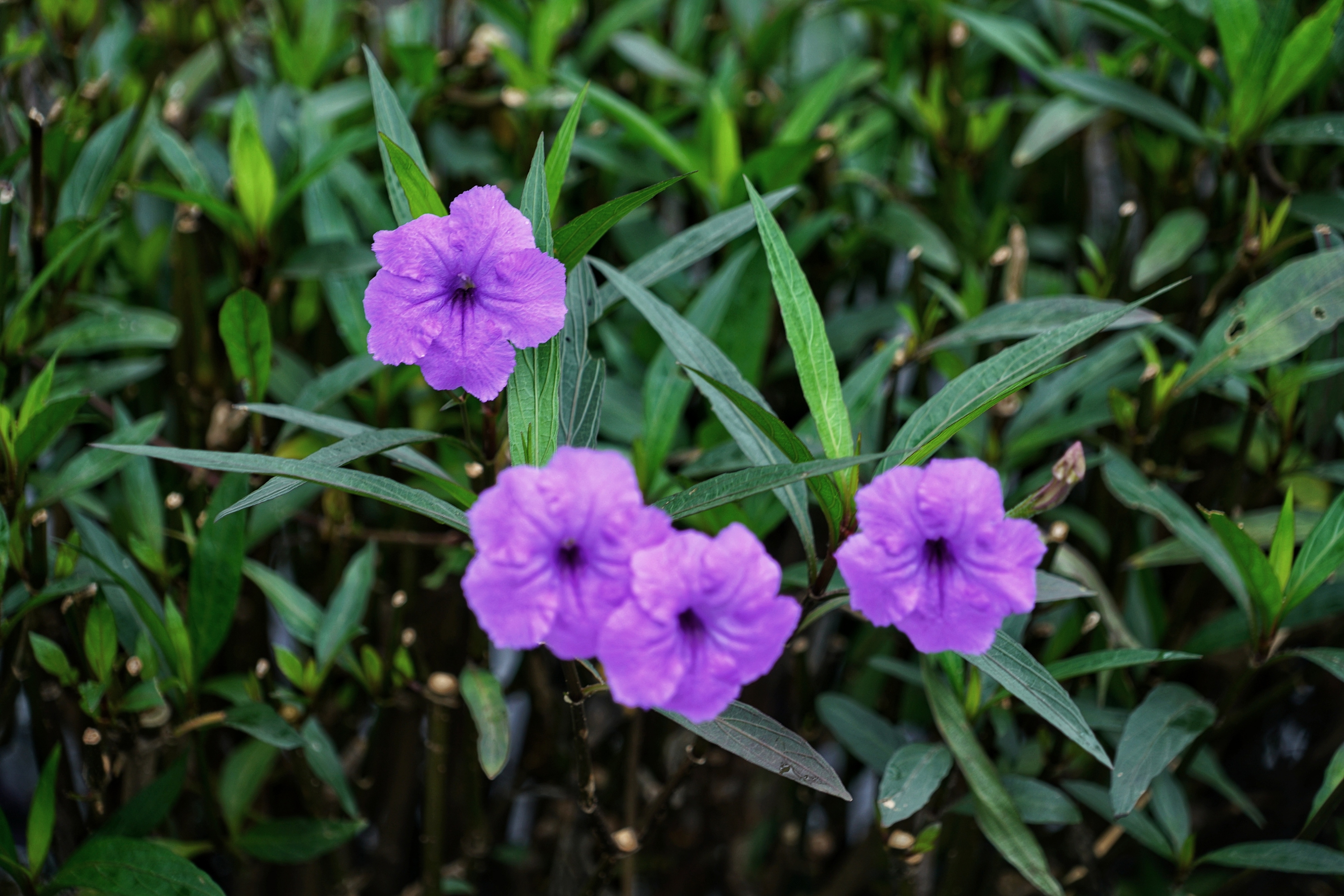 日开日新翠芦莉