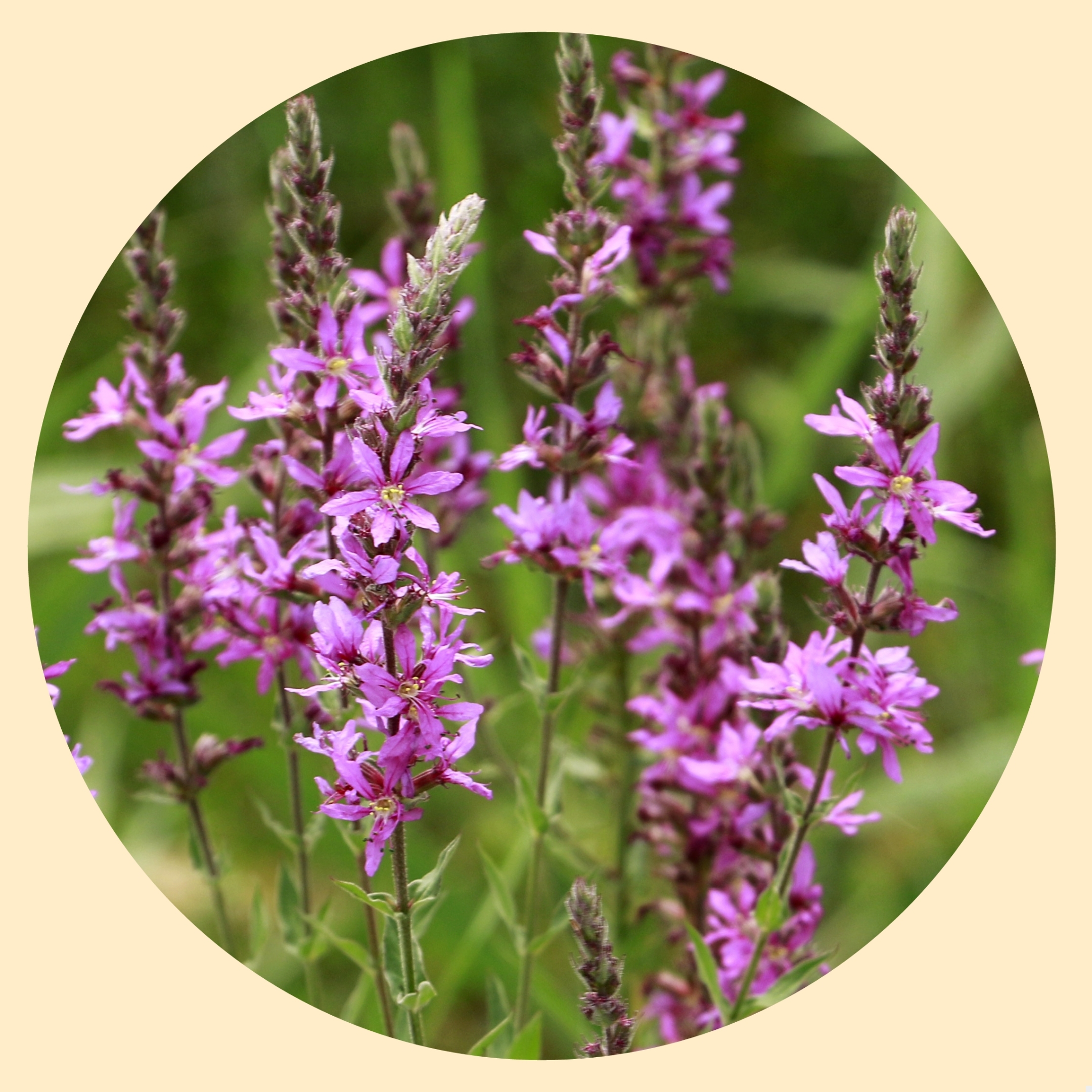 紫色花穗对叶莲