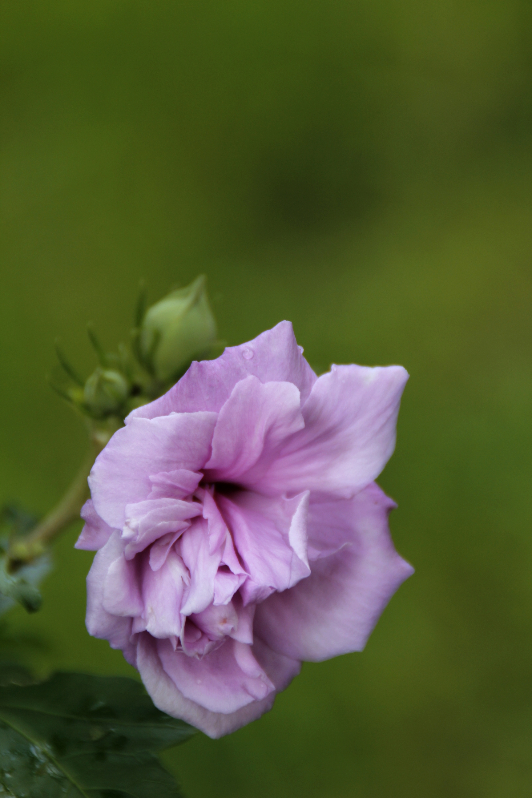 紫色木槿花原文图片