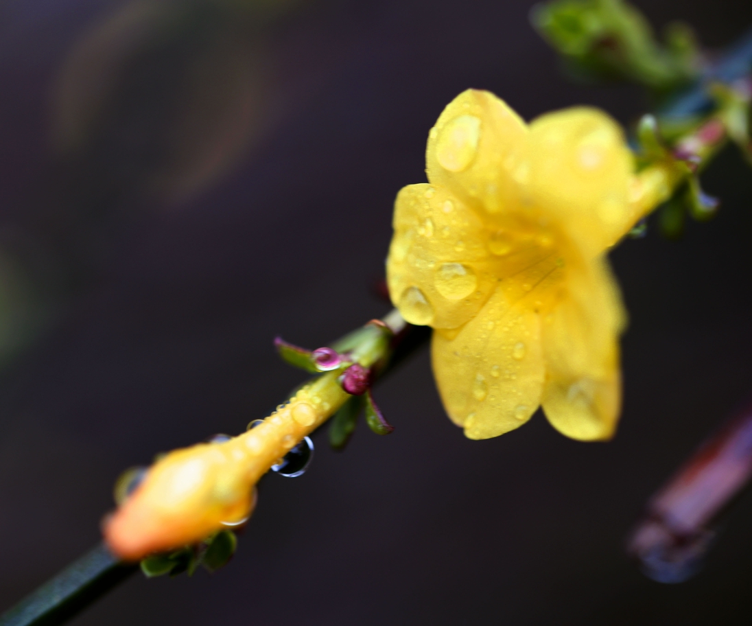 雨中小花