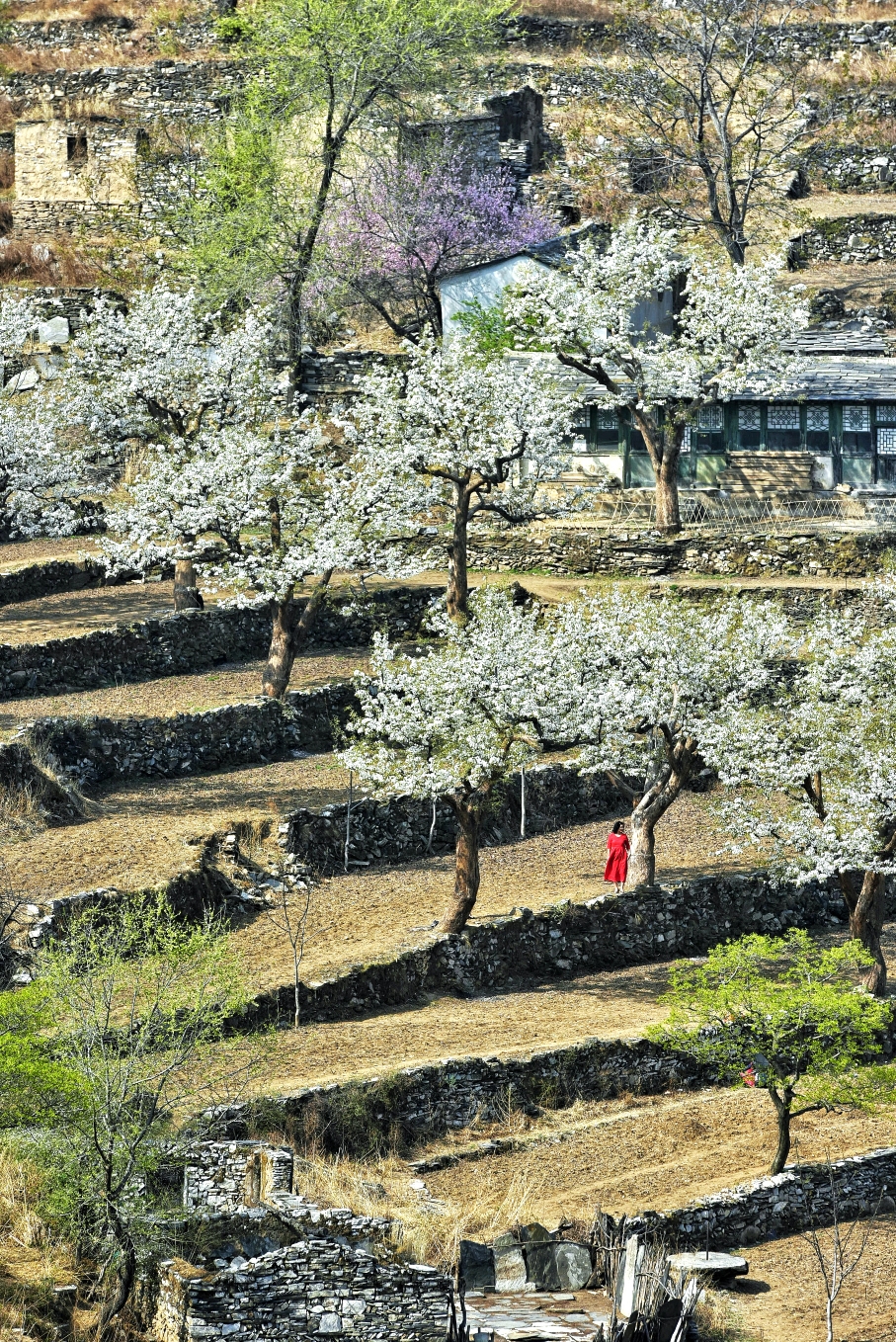 (山窝春魅醉梨花)