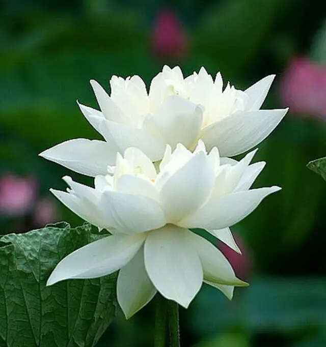 一朵白莲花图片 唯美图片