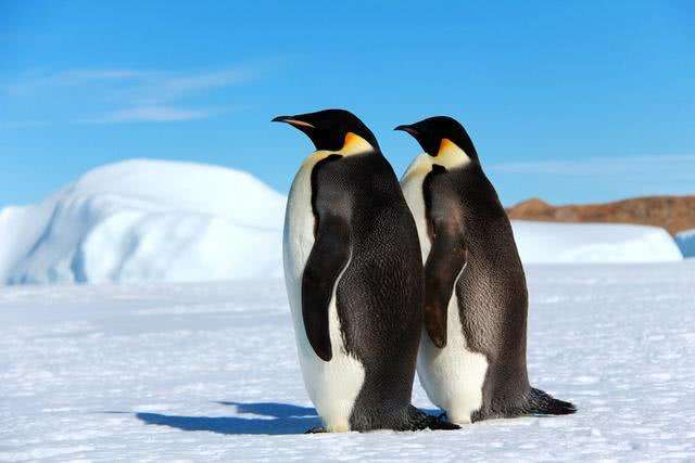 帝企鹅,又称皇帝企鹅,是体型较大的一种企鹅品种.