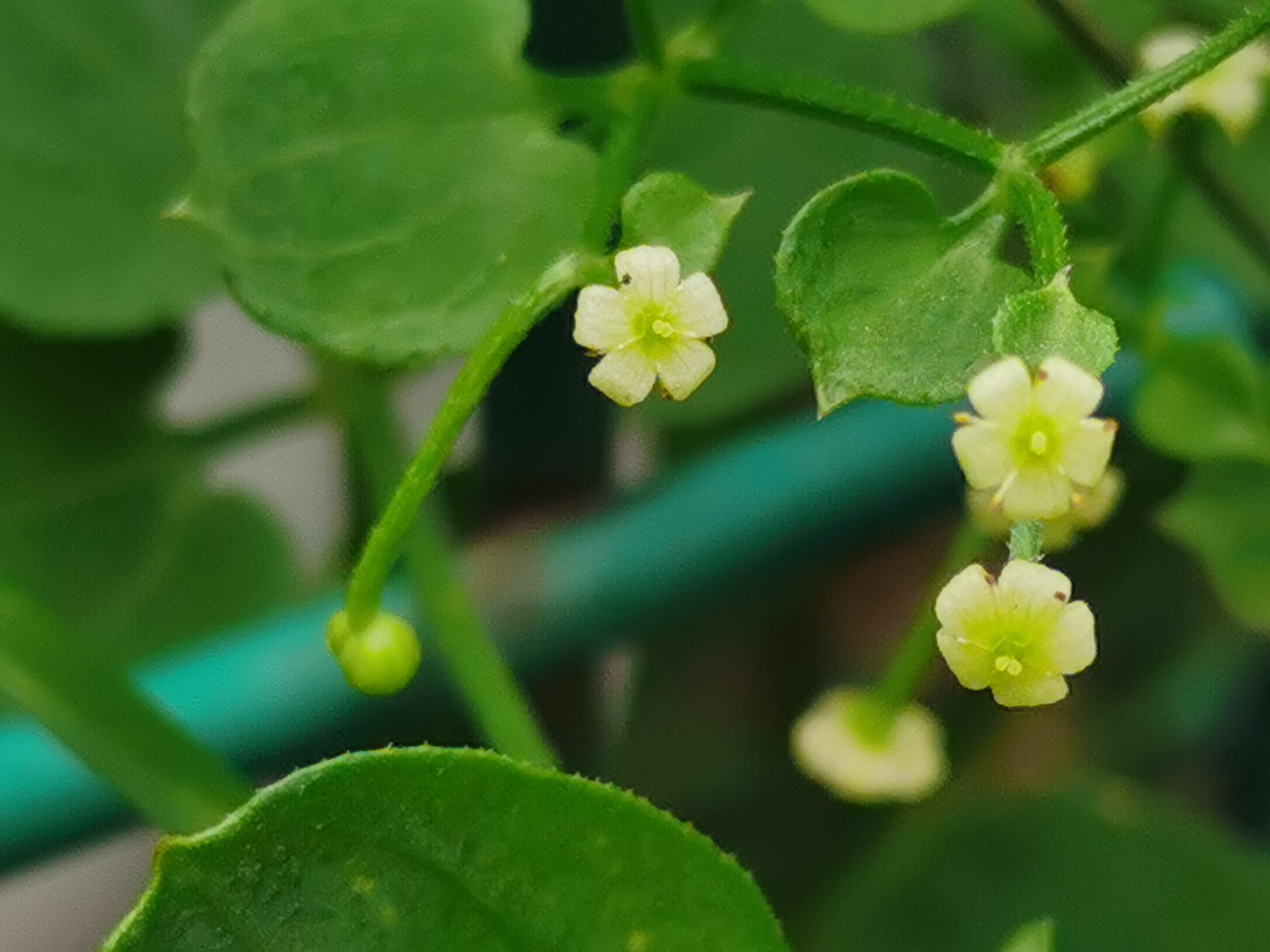 原创首发初遇茜草宁静向暖