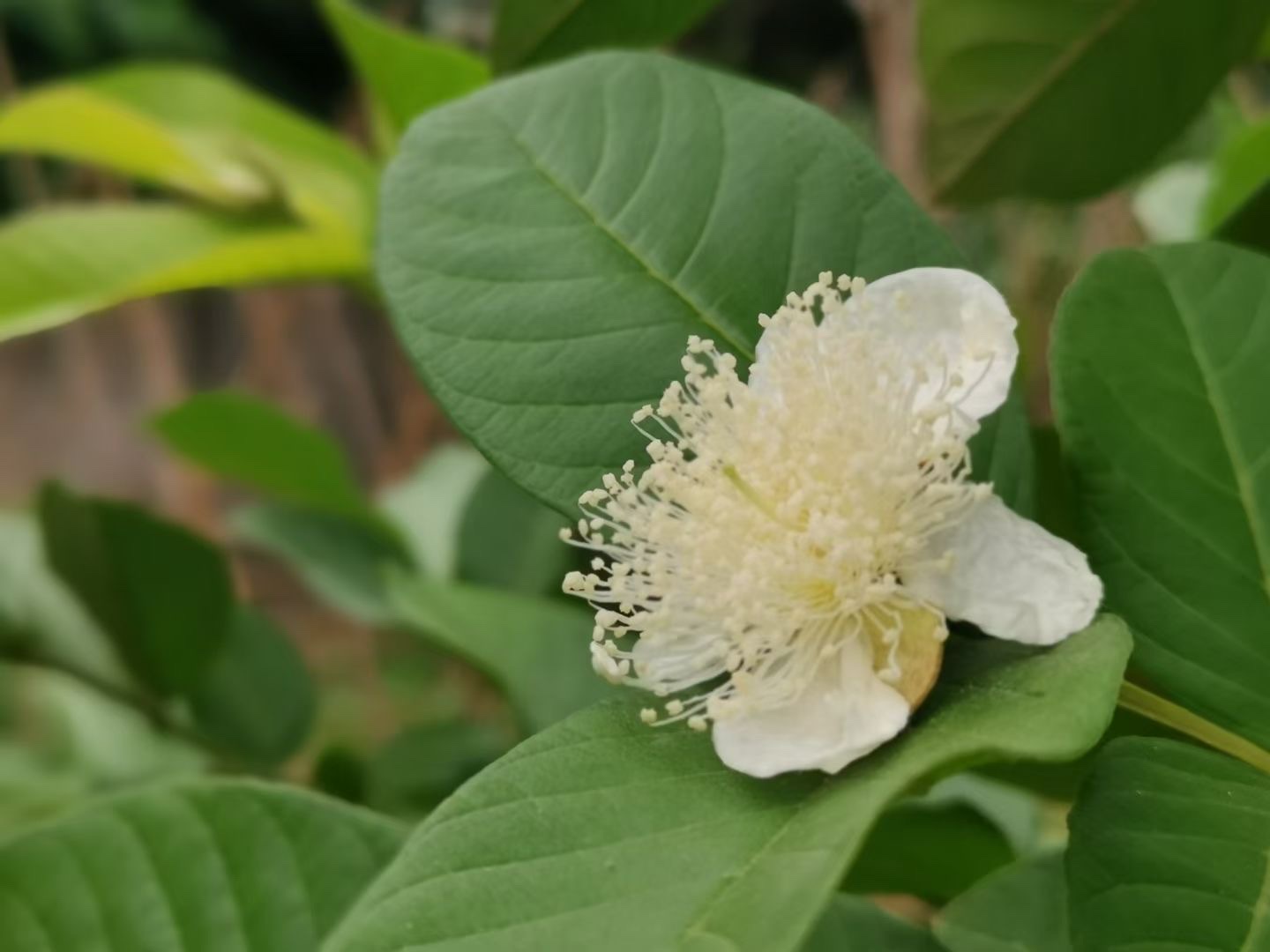 首发洁白如玉的番石榴花