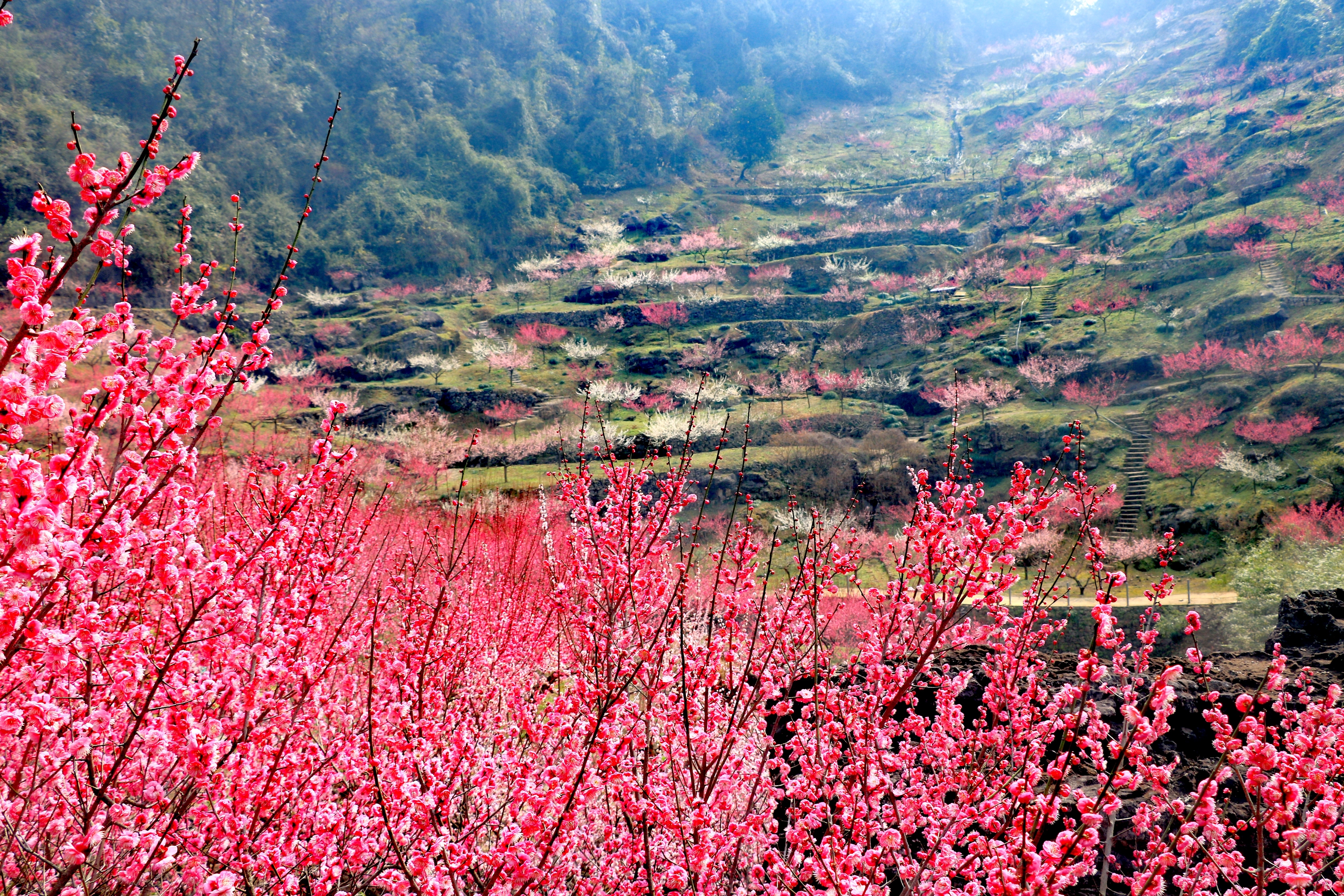 醉人梅花溪宜昌下牢溪