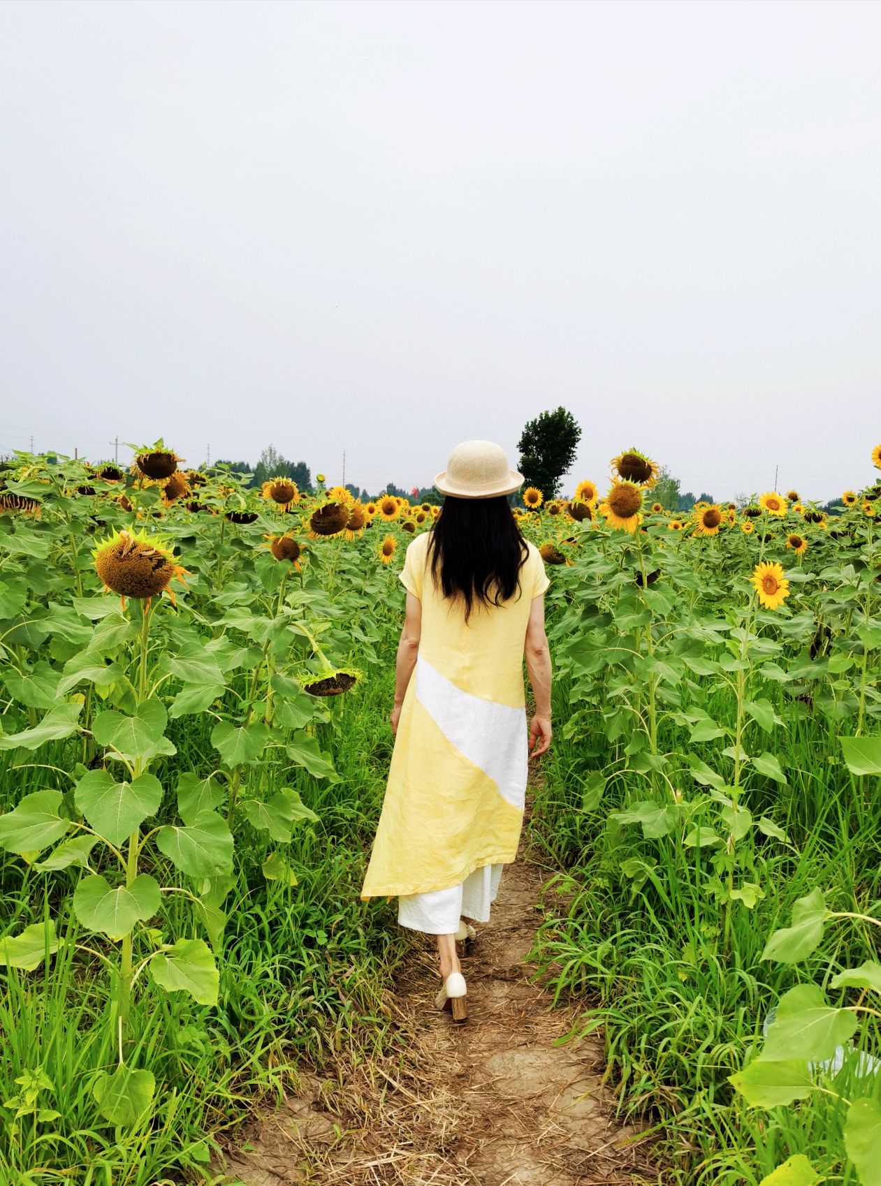 喜欢向日葵,因为它一直面向阳光.