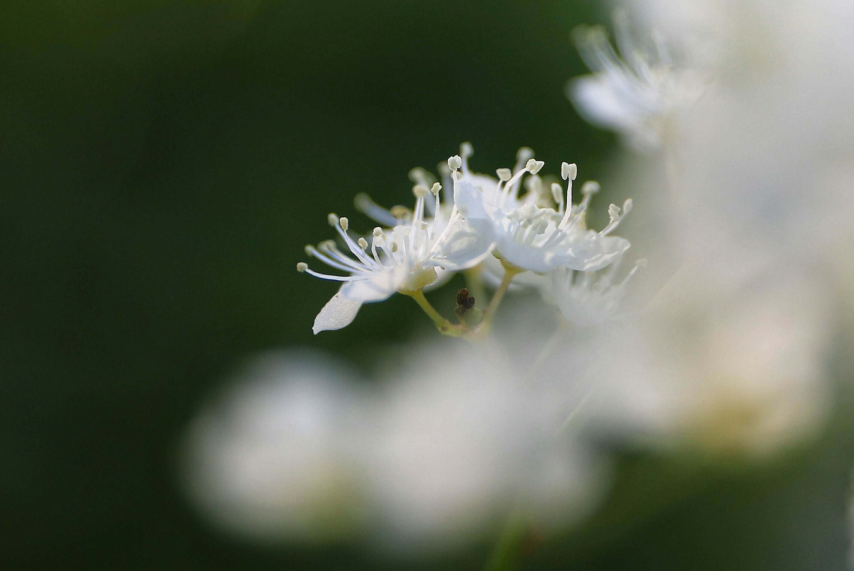 【首发】我镜头下的珍珠梅