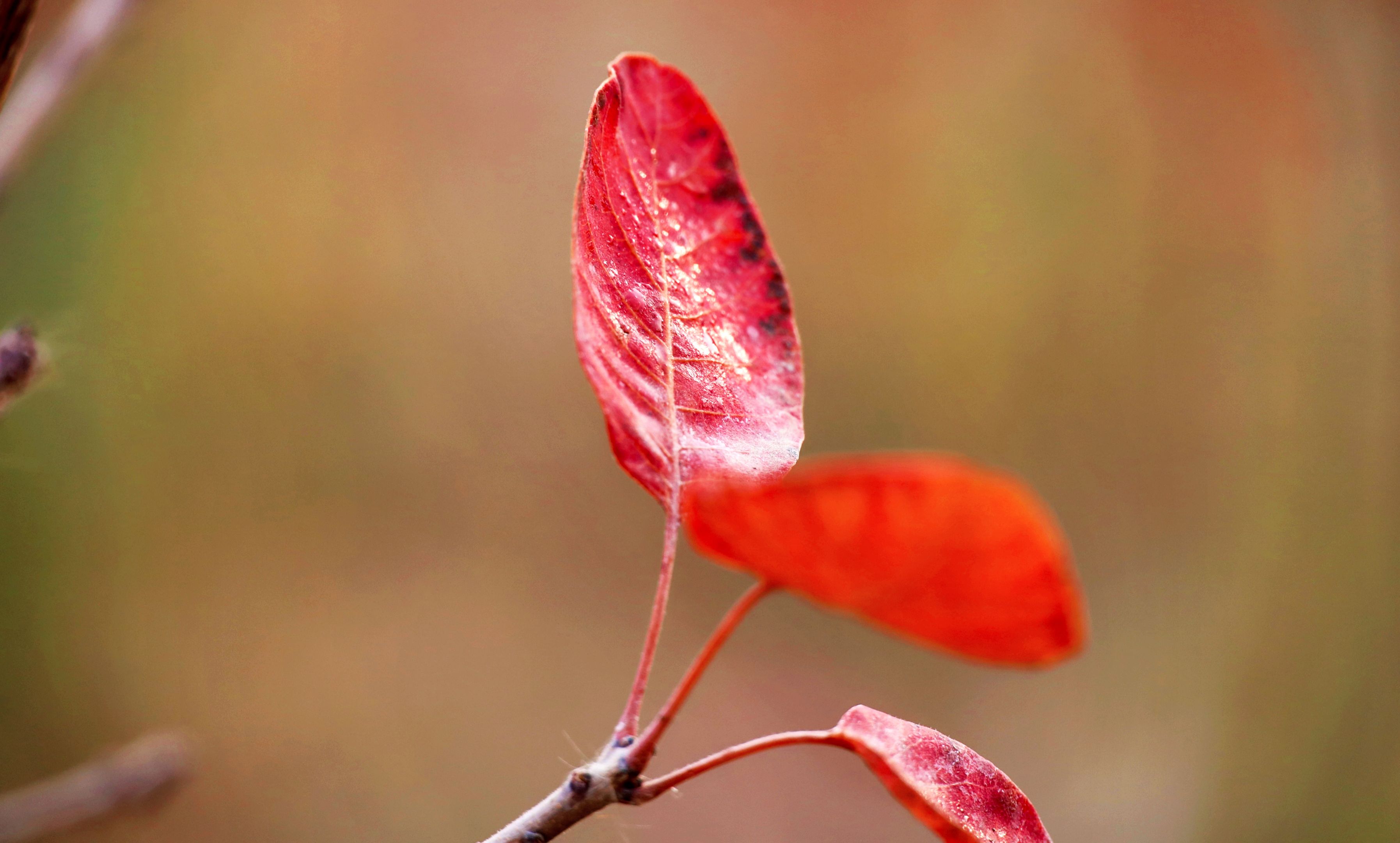 红艳艳的黄栌叶