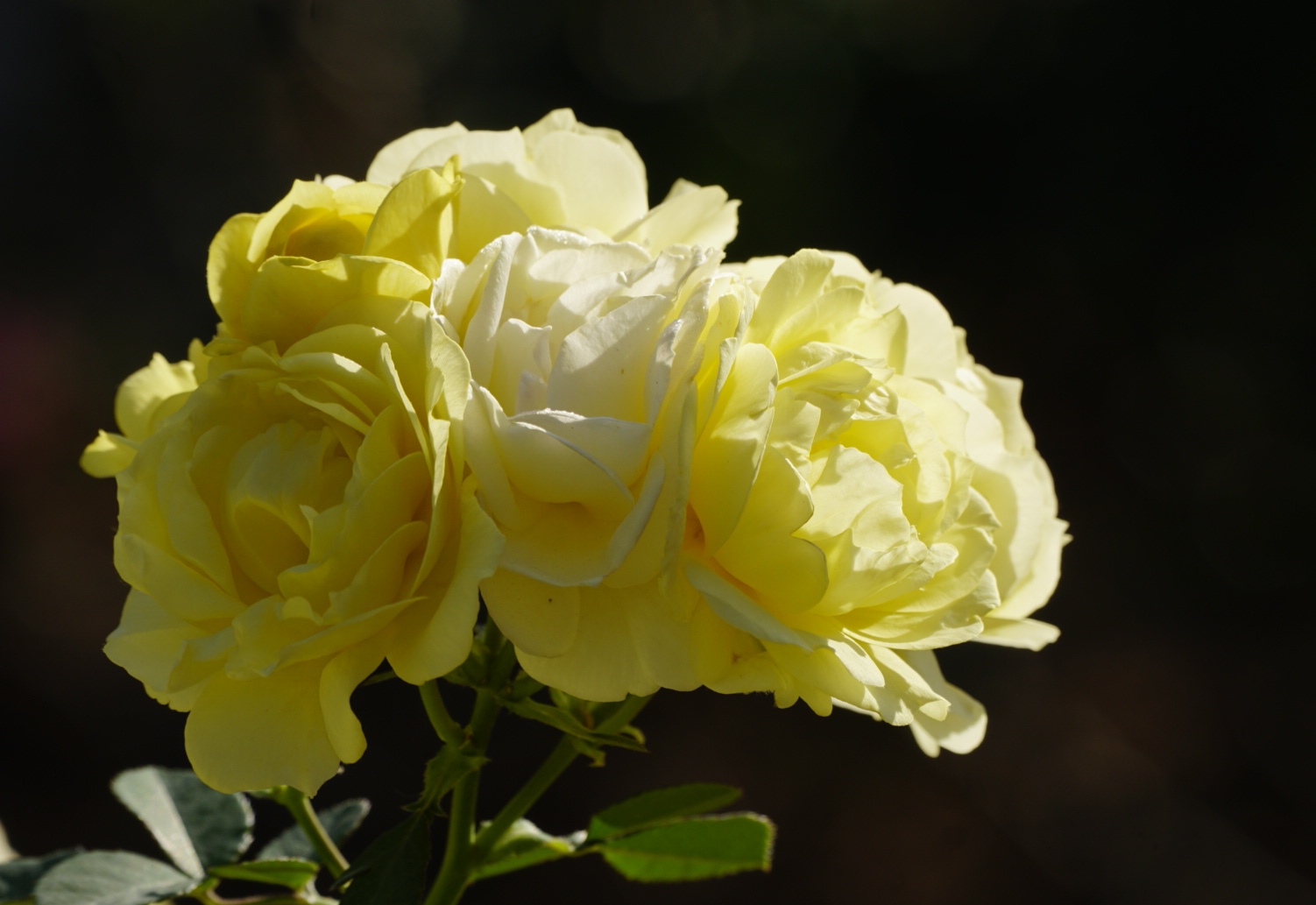 月季花系列明亮温暖的黄色月季花
