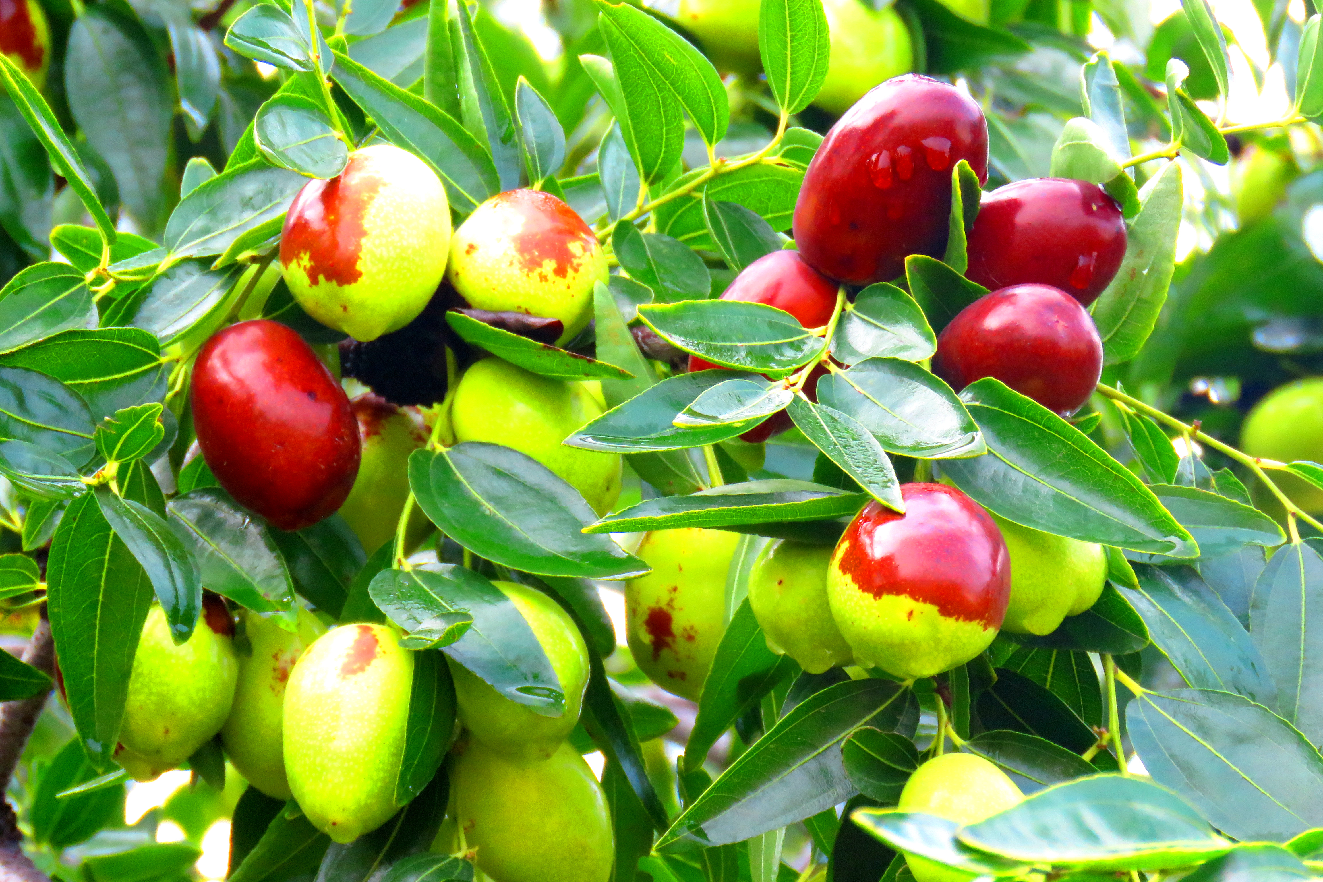 中秋红枣压枝繁