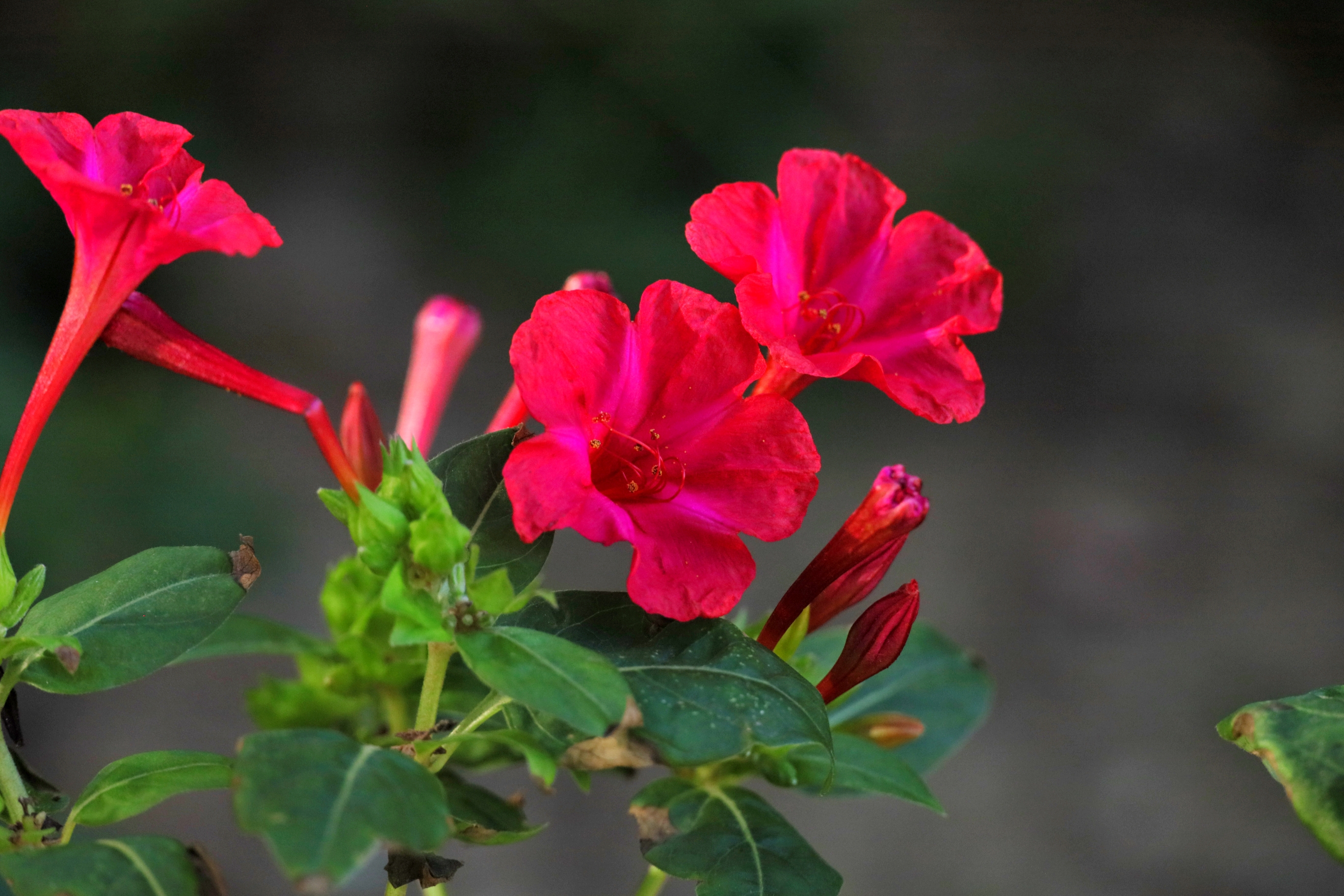 好看好养的地雷花