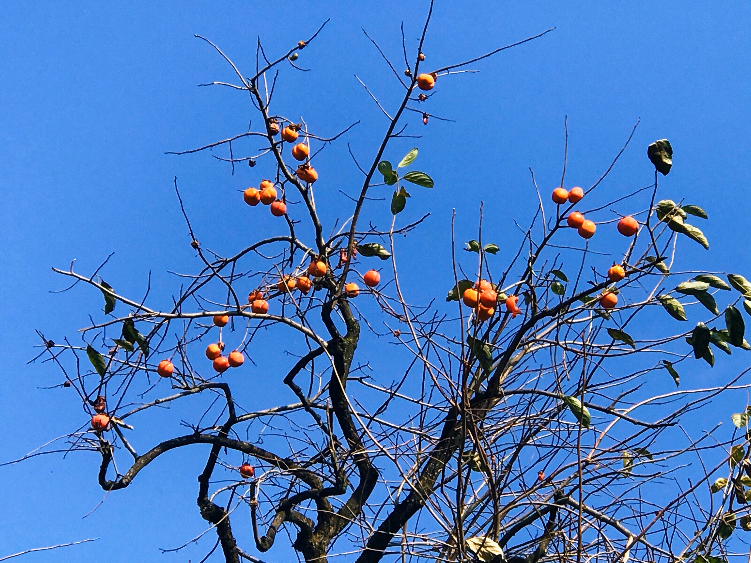 秃树红柿子冬季一道靓丽的风景首发