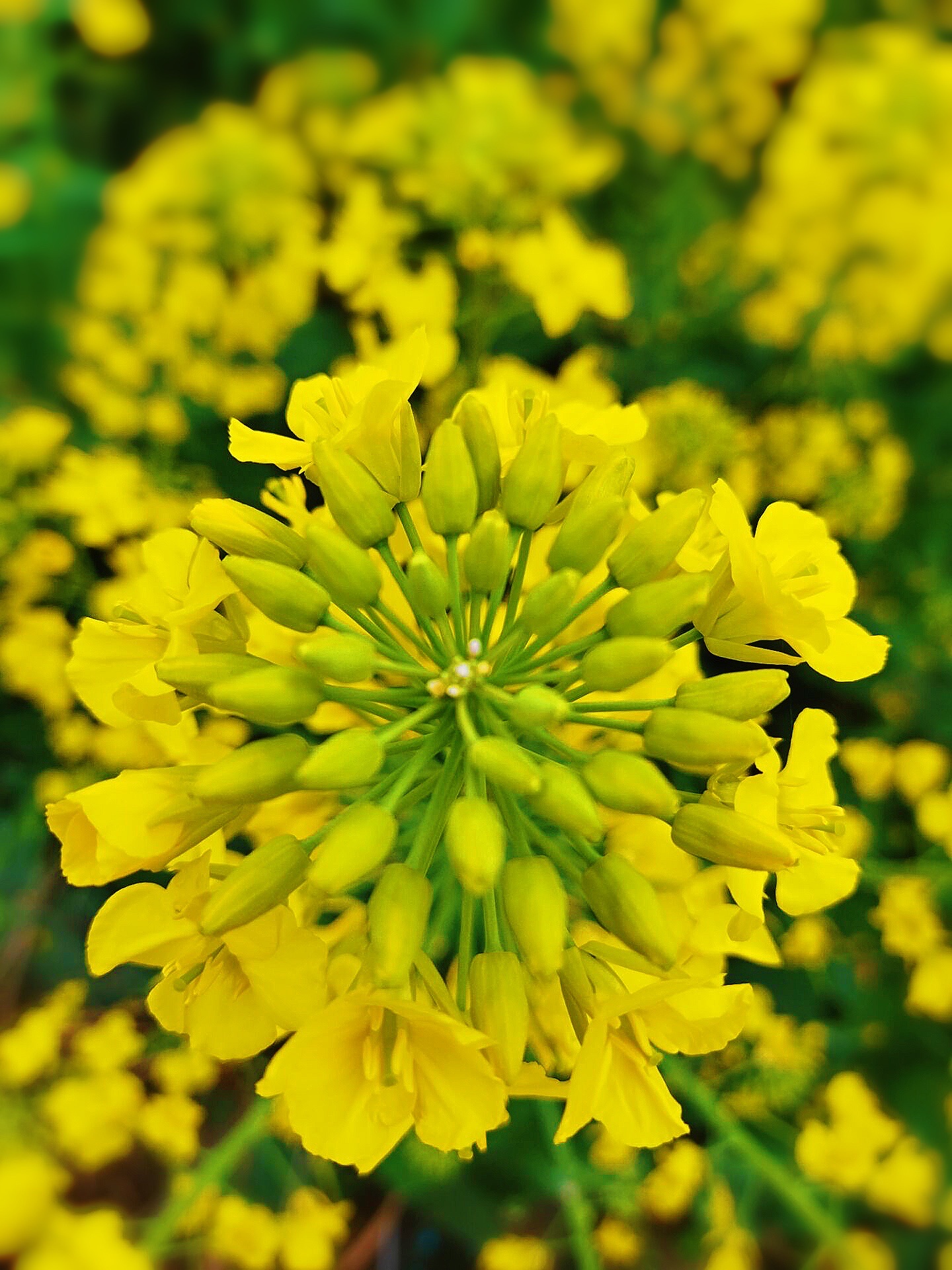 首发徜徉在金色海洋