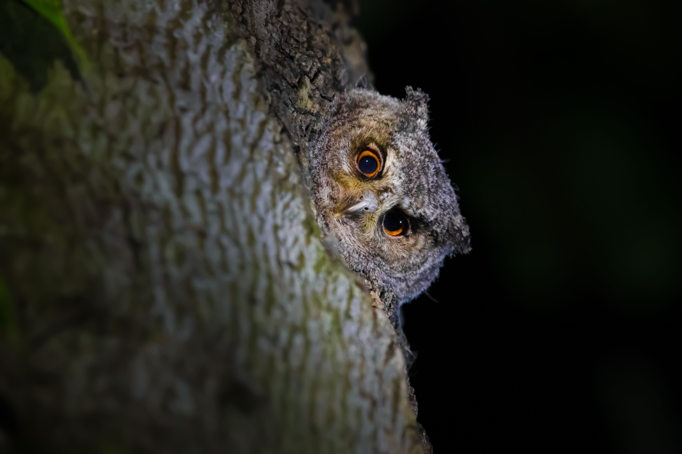 【北领角鸮幼鸟】早上好!