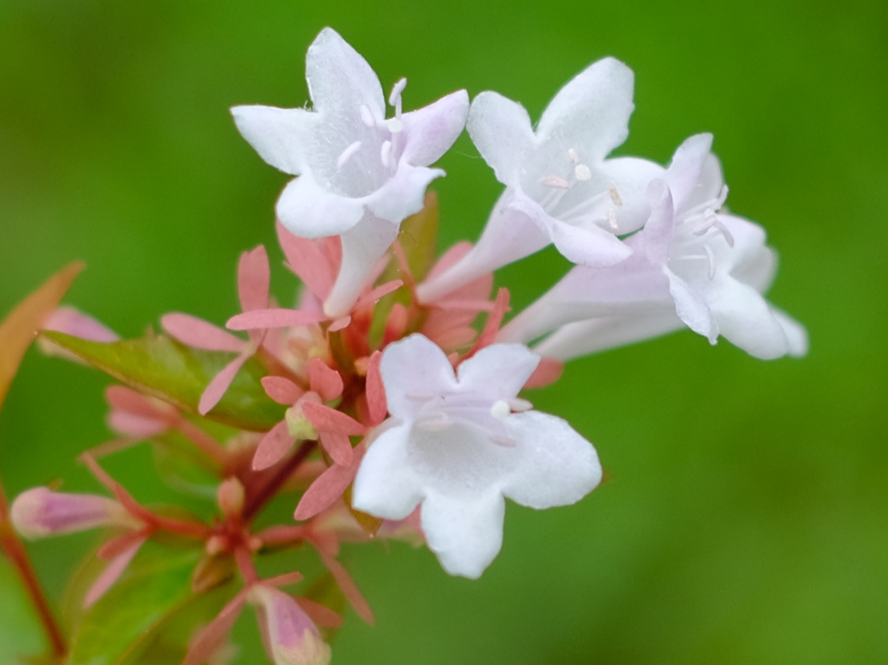 不熟知的大花六道木